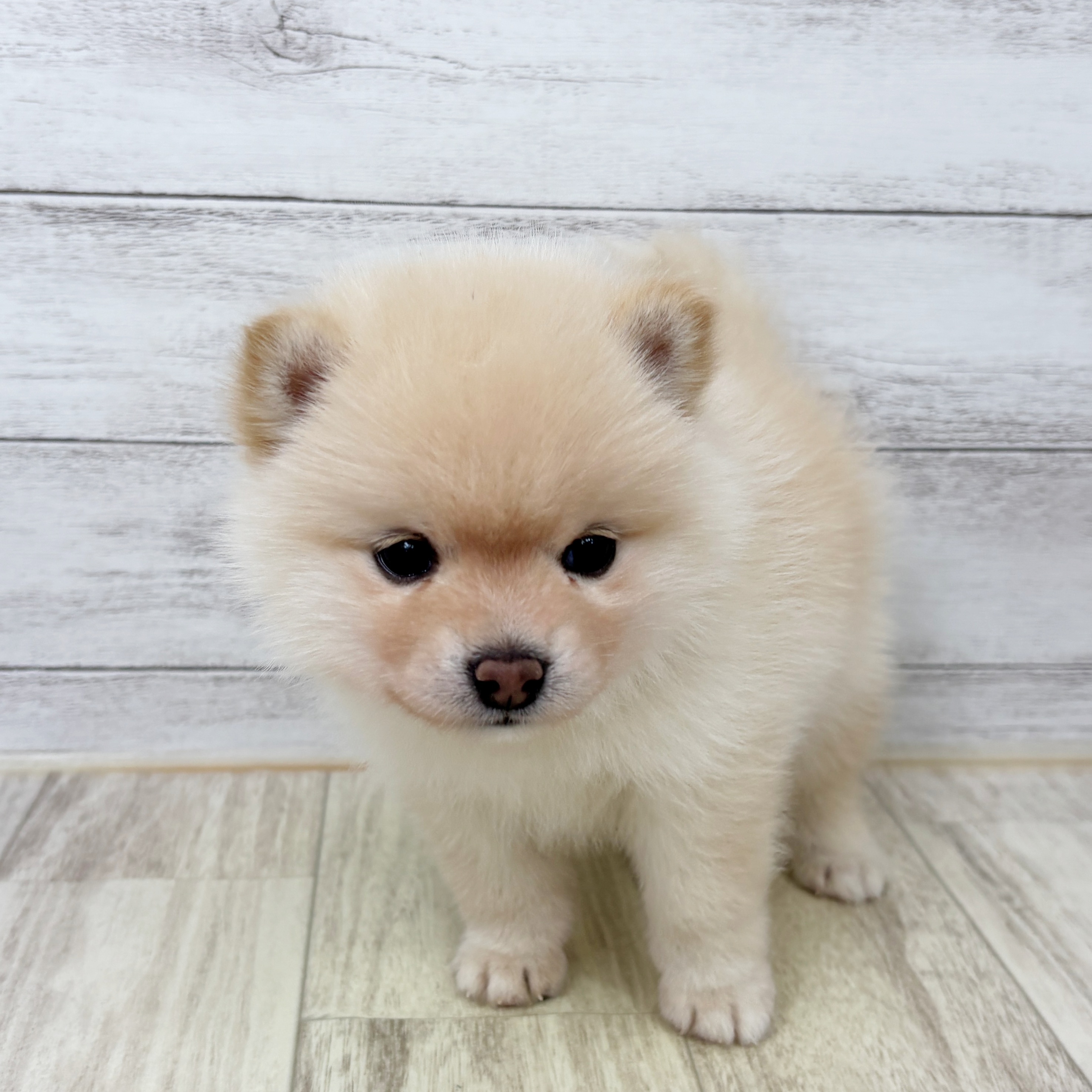 大阪府のポメ柴/豆ポメ/ポメ豆柴(ポメラニアン×柴犬) (犬の家＆猫の里そよら東岸和田店/2025年9月4日生まれ/女の子/白)の子犬の2枚目の画像