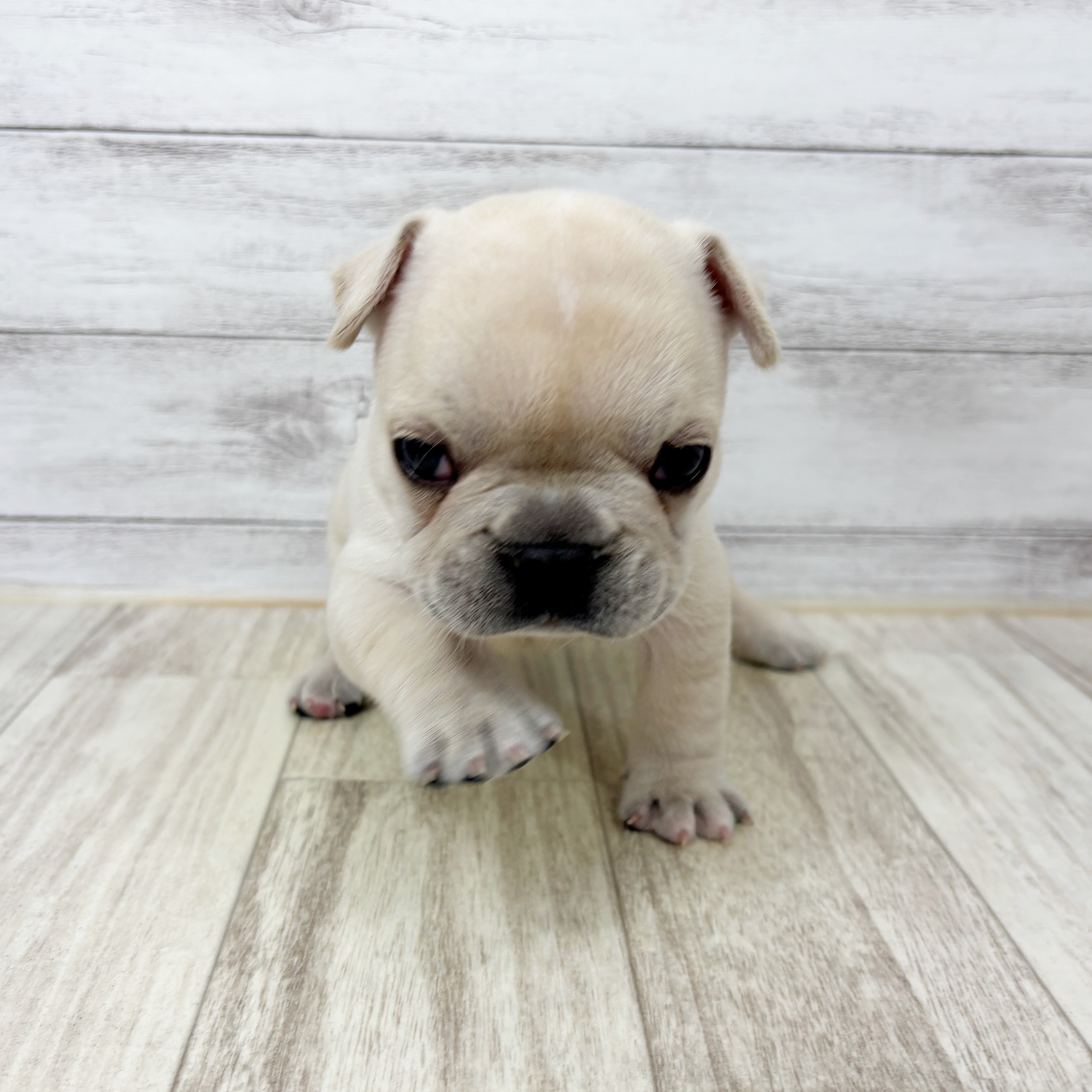 兵庫県のフレンチブルドッグ (犬の家＆猫の里川西店/2025年9月3日生まれ/男の子/クリーム)の子犬