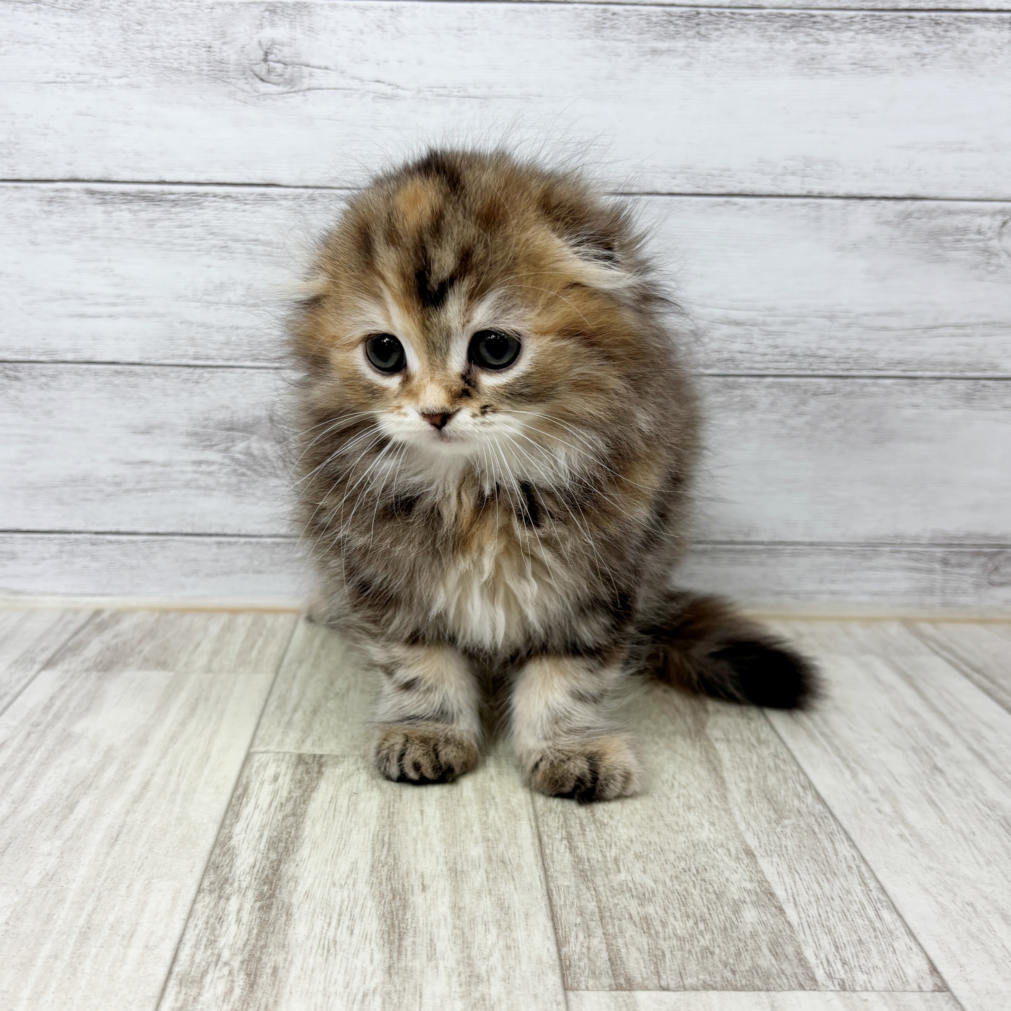 岡山県のスコティッシュフォールド (犬の家＆猫の里倉敷店/2025年9月5日生まれ/女の子/ブラウンパッチドタビー)の子猫