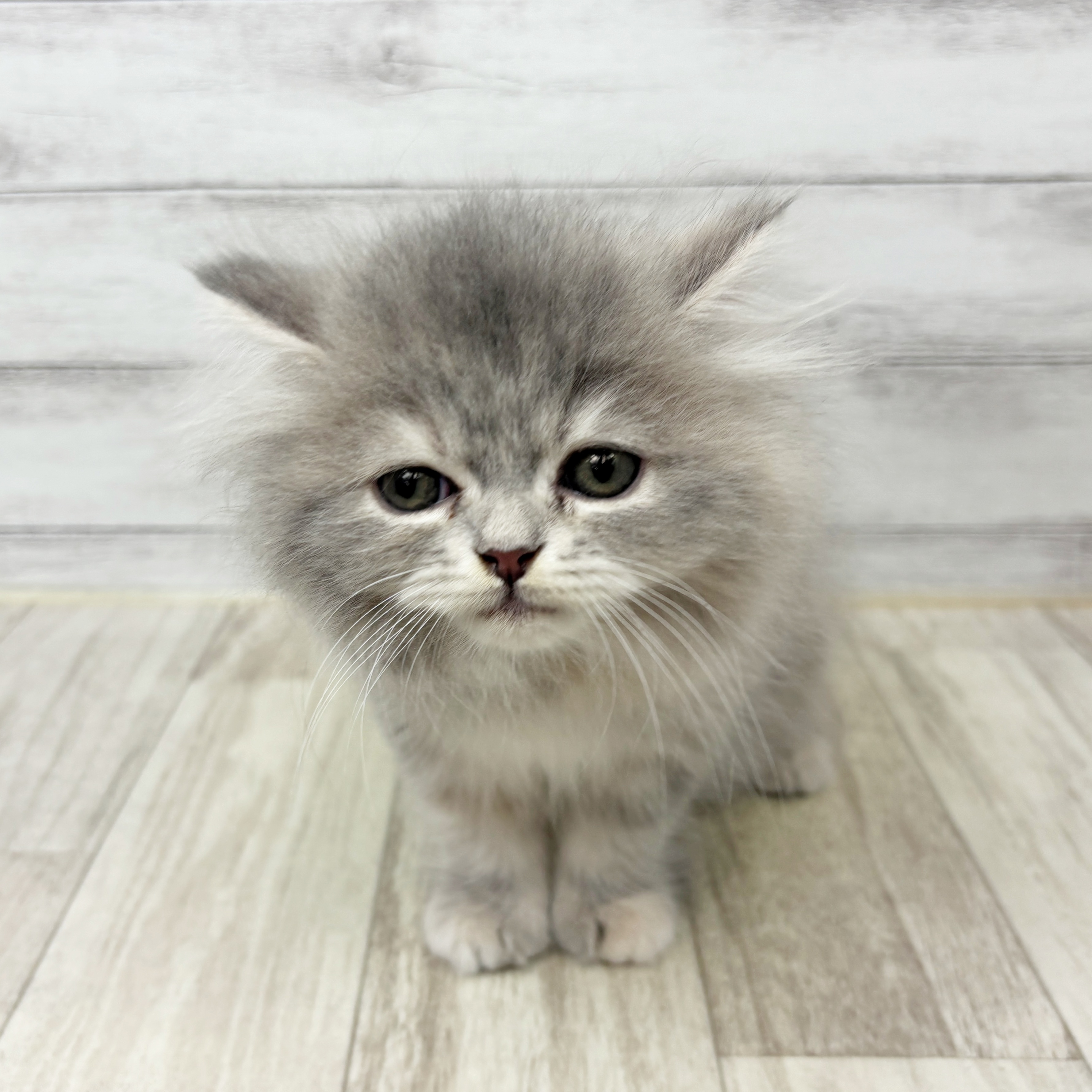 岡山県のスコティッシュストレート (犬の家＆猫の里倉敷店/2025年9月5日生まれ/女の子/ブルーパッチドタビー)の子猫の2枚目の画像