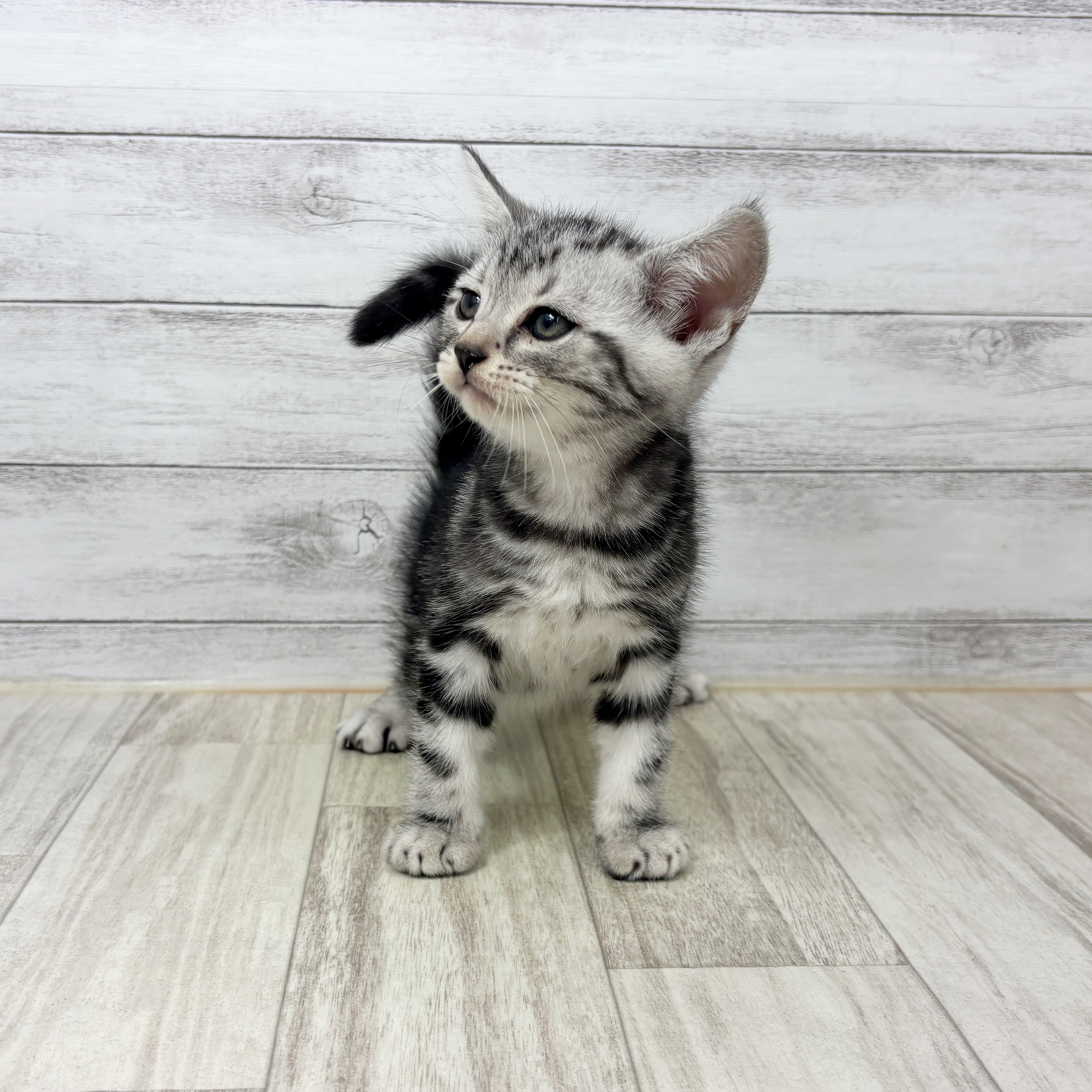 アメリカンショートヘア男の子の写真
