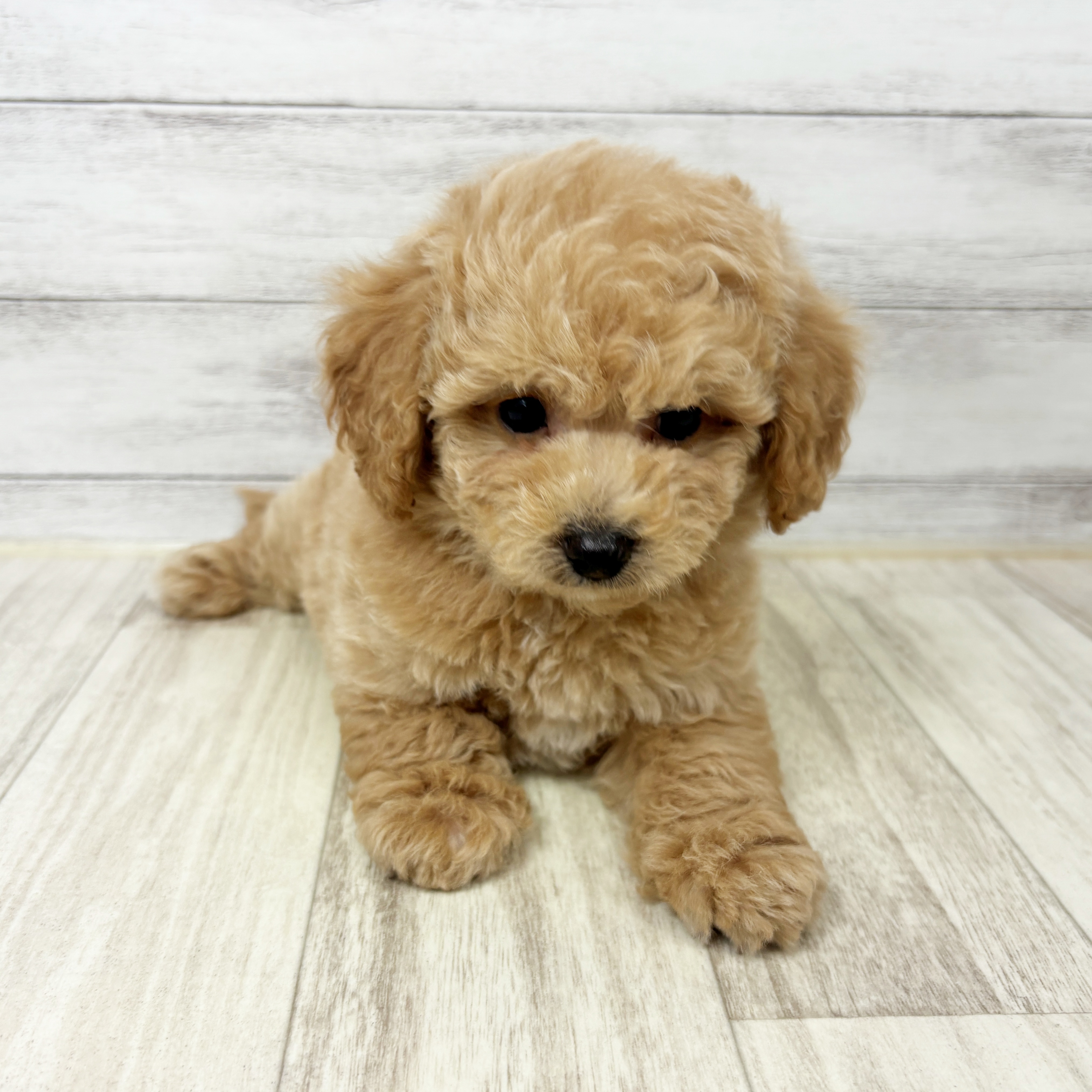 兵庫県のビションプー(ビションフリーゼ×プードル) (犬の家＆猫の里川西店/2025年9月4日生まれ/男の子/クリーム)の子犬