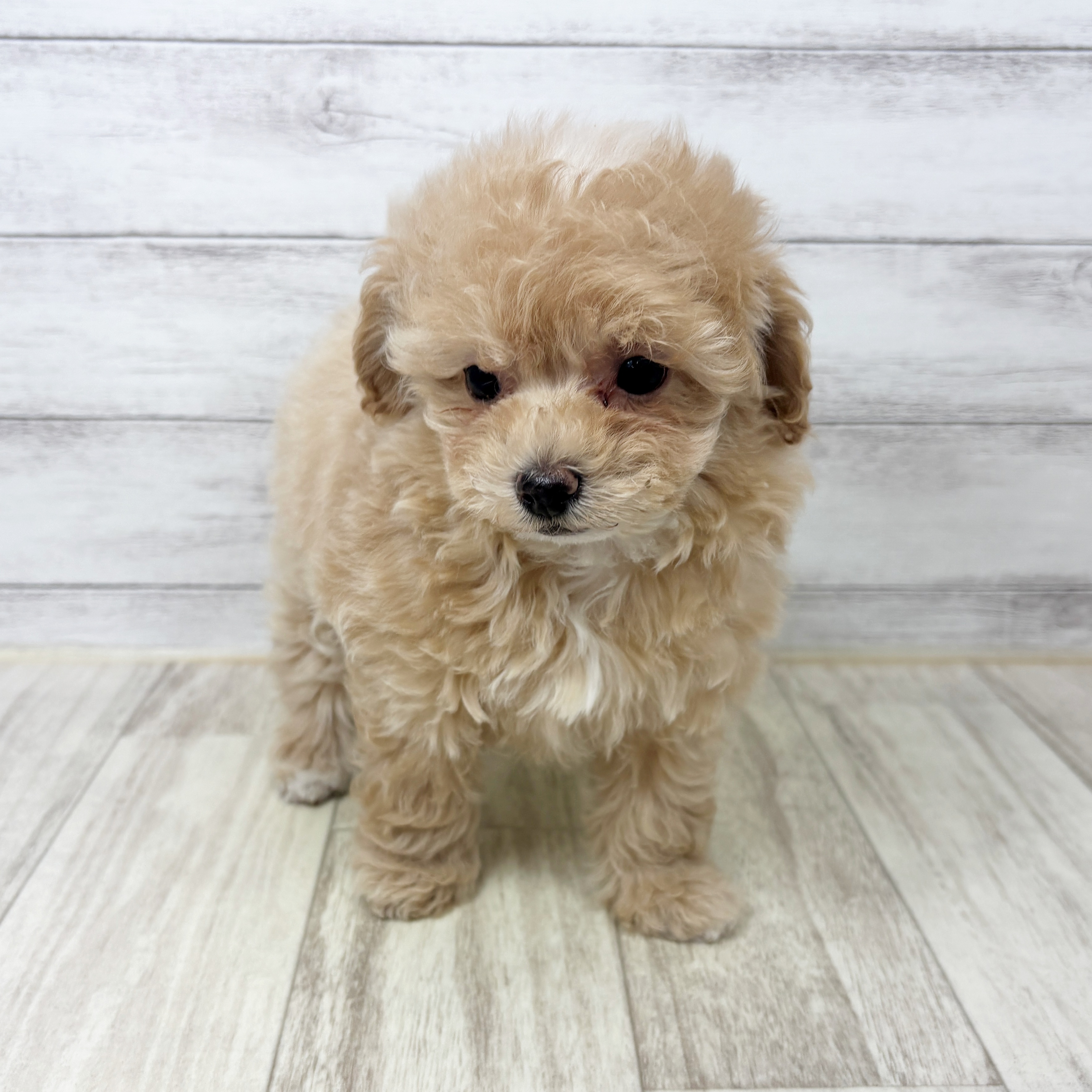 福岡県のビションプー(ビションフリーゼ×プードル) (犬の家＆猫の里トリアス久山店/2025年9月4日生まれ/女の子/クリーム)の子犬