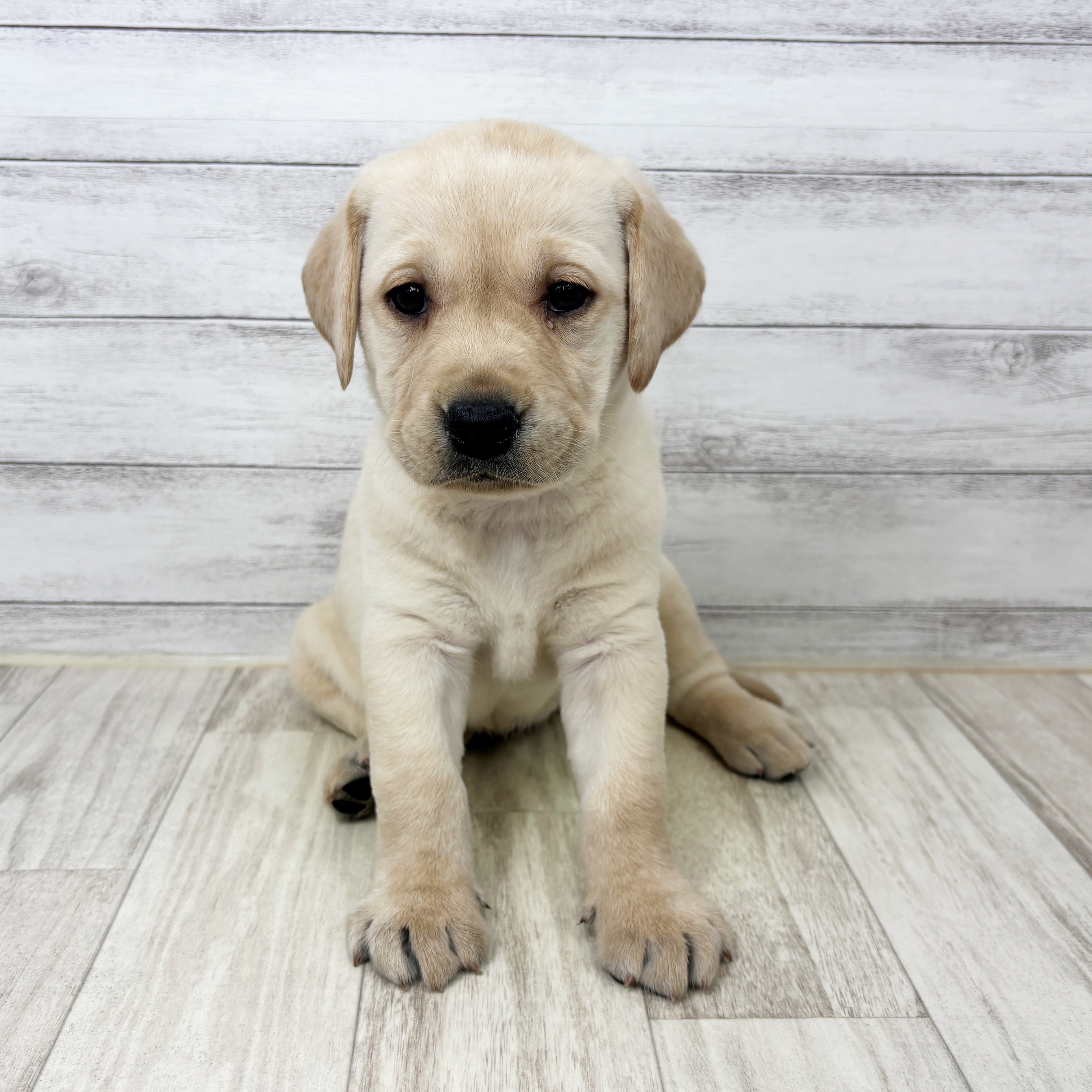 岡山県のラブラドールレトリーバー (犬の家＆猫の里倉敷店/2025年9月7日生まれ/女の子/イエロー)の子犬