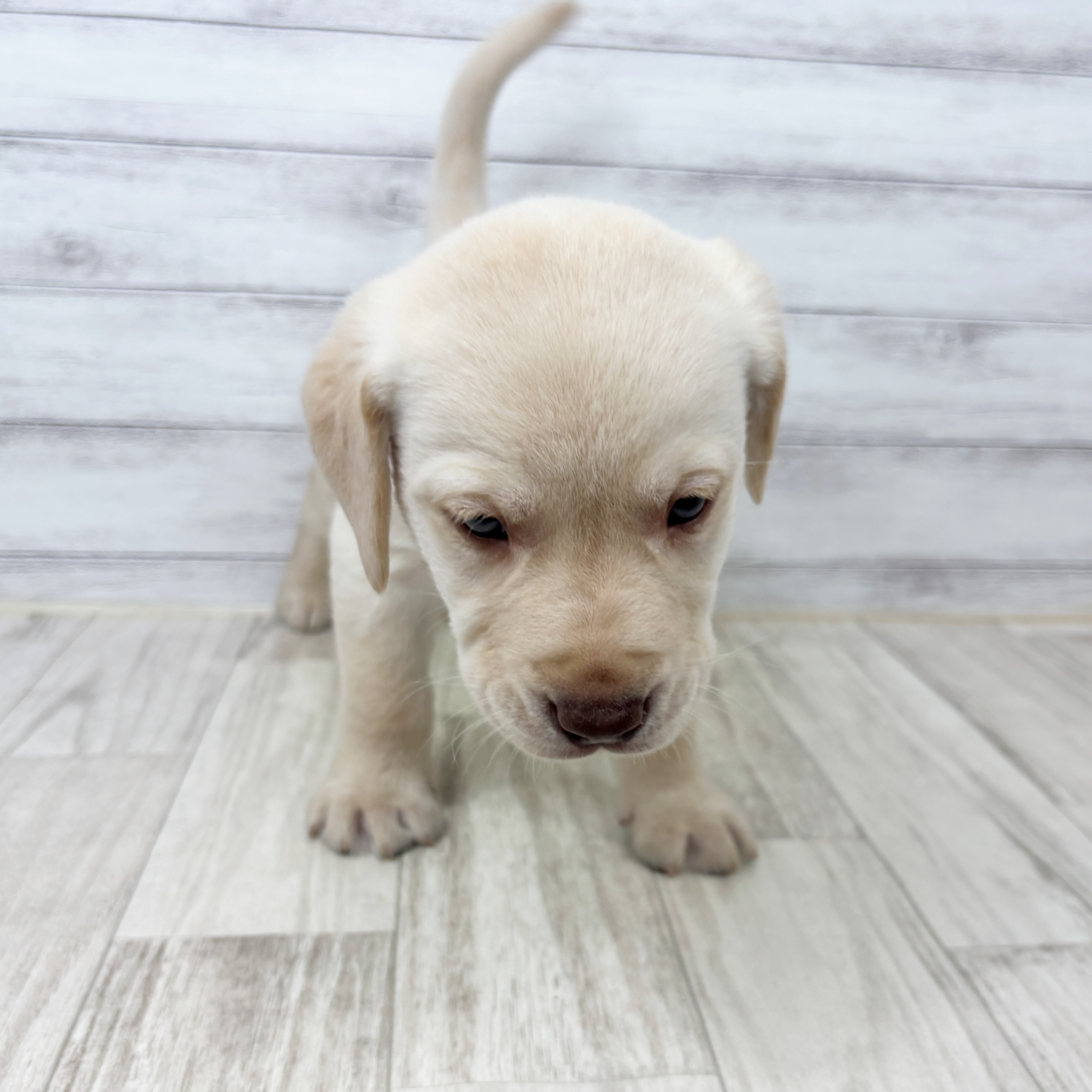 滋賀県のラブラドールレトリーバー (犬の家＆猫の里長浜店/2025年9月7日生まれ/男の子/イエロー)の子犬