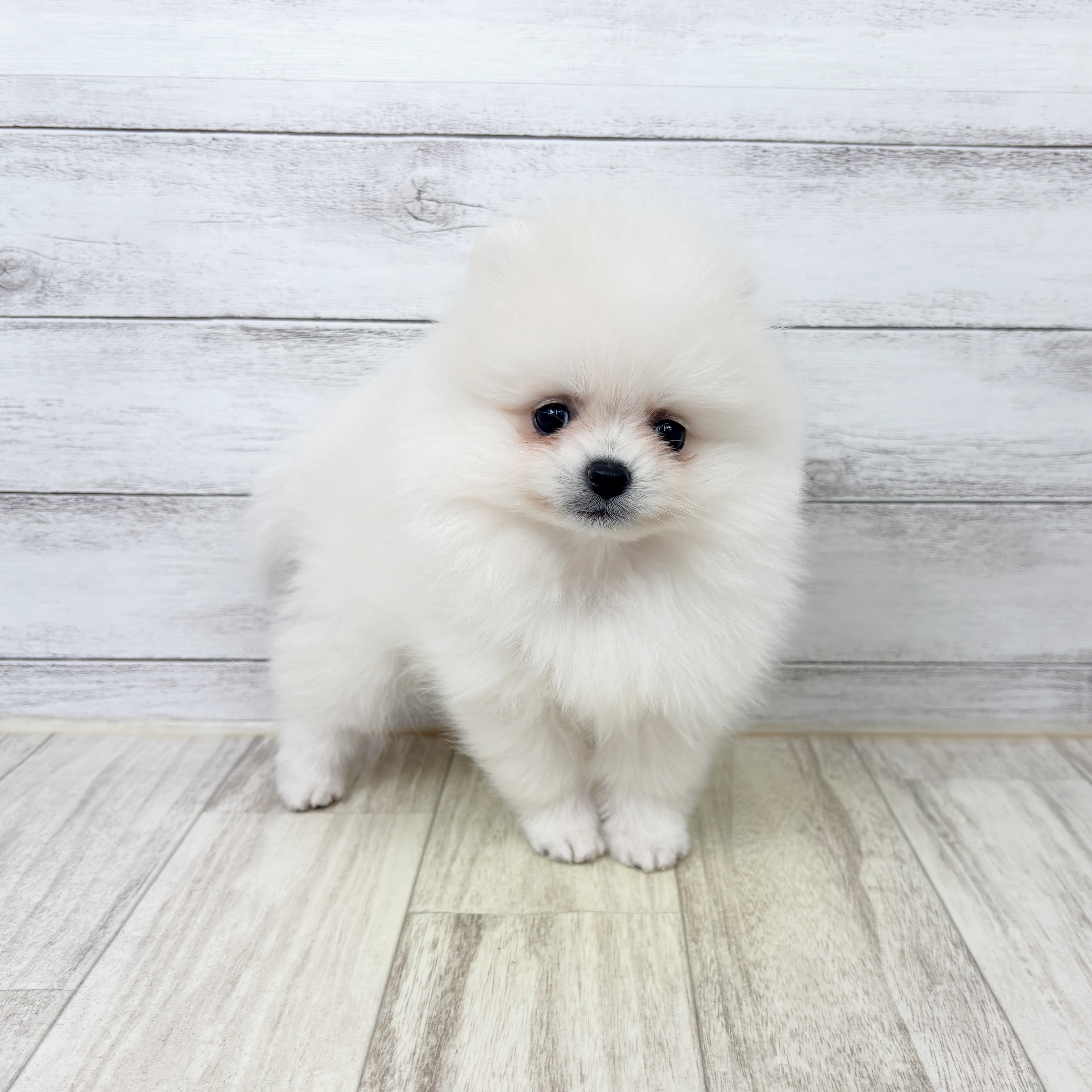 兵庫県のポメラニアン (犬の家＆猫の里川西店/2025年9月6日生まれ/女の子/クリーム)の子犬