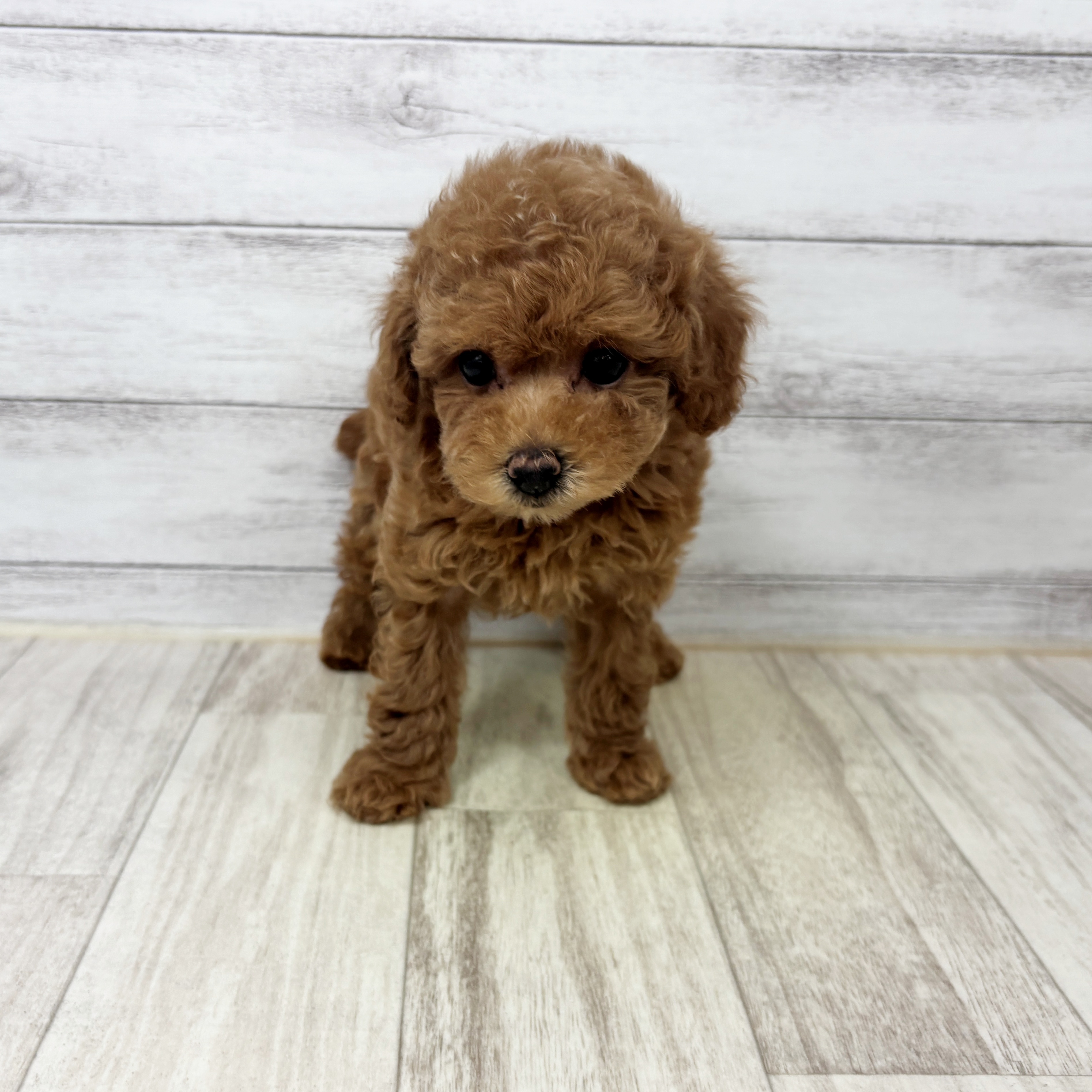 兵庫県のトイプードル(トイ) (犬の家＆猫の里川西店/2025年9月6日生まれ/女の子/アプリコット)の子犬