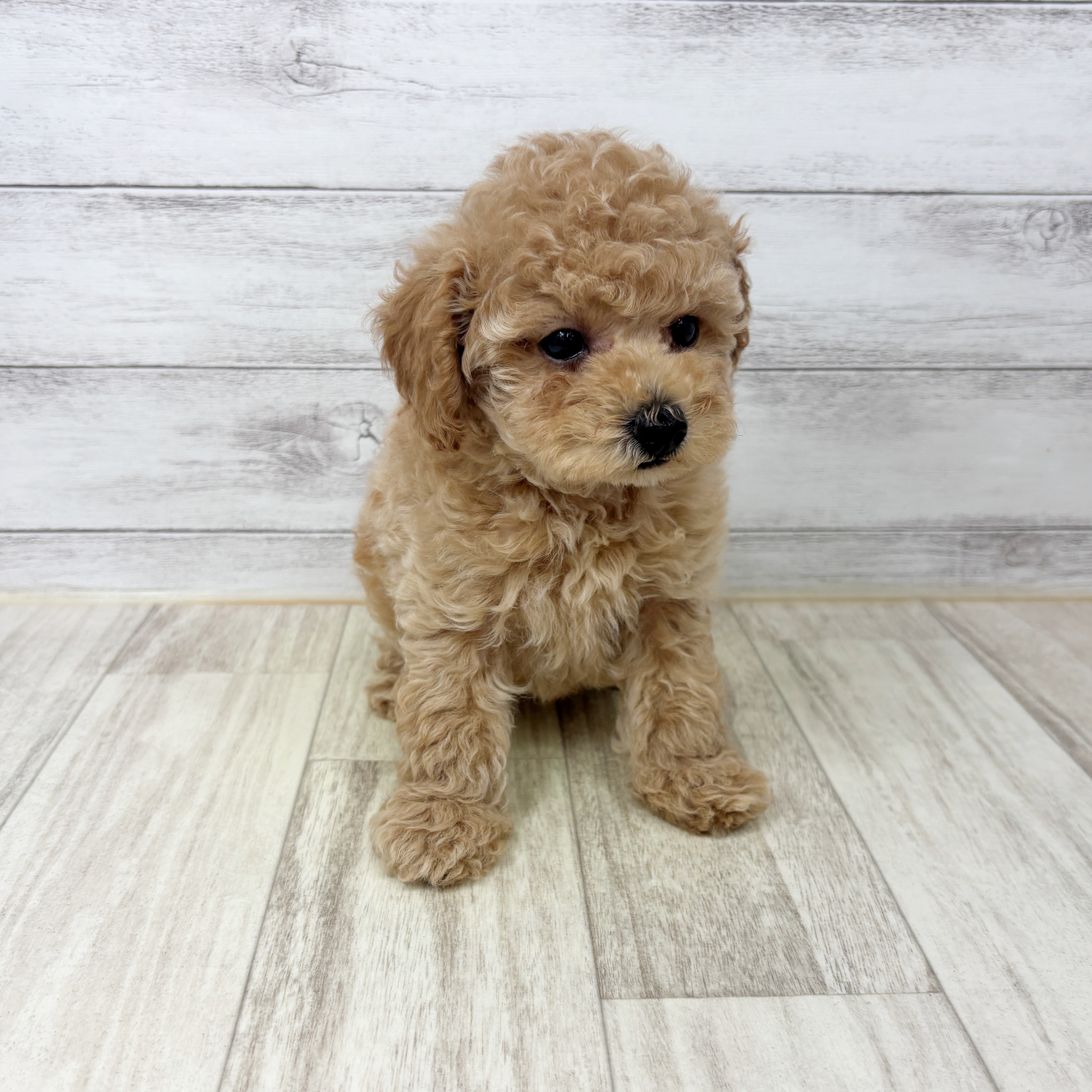 兵庫県のトイプードル(トイ) (犬の家＆猫の里川西店/2025年9月6日生まれ/男の子/アプリコット)の子犬