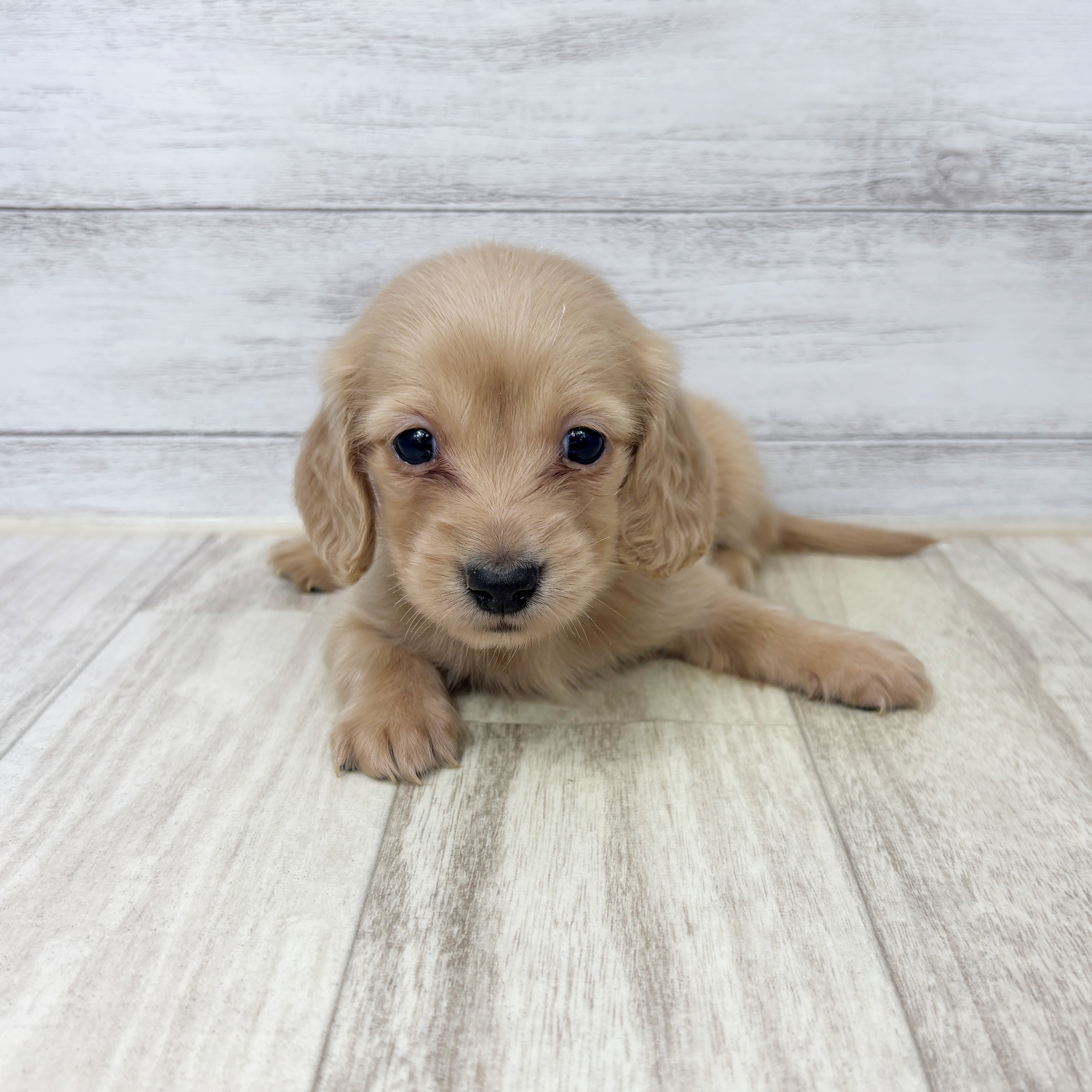 兵庫県のミニチュアダックスフンド(ロング) (犬の家＆猫の里川西店/2025年9月7日生まれ/女の子/クリーム)の子犬