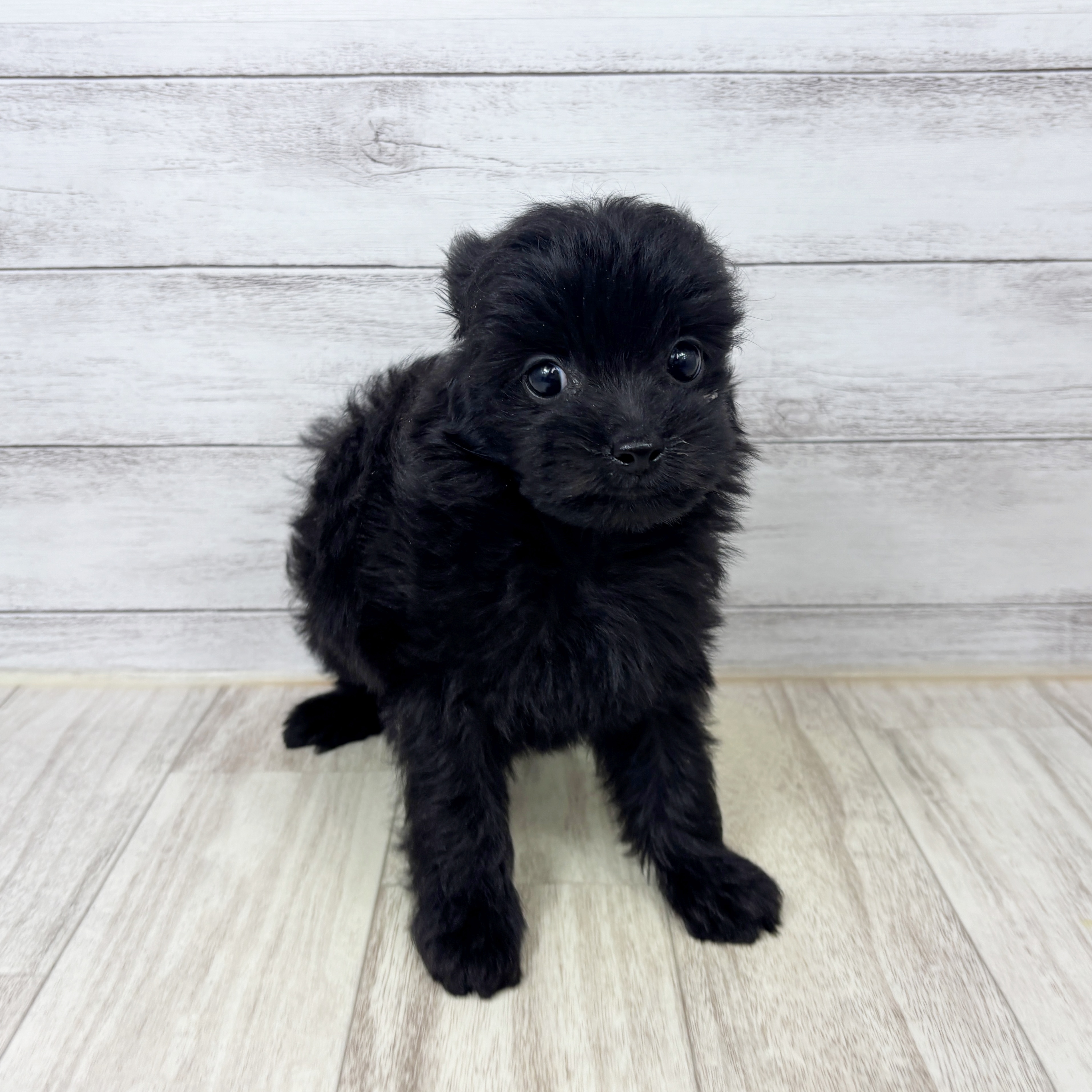 兵庫県のチワプー/プーチー(チワワ×プードル) (犬の家＆猫の里川西店/2025年9月5日生まれ/男の子/ブラック)の子犬