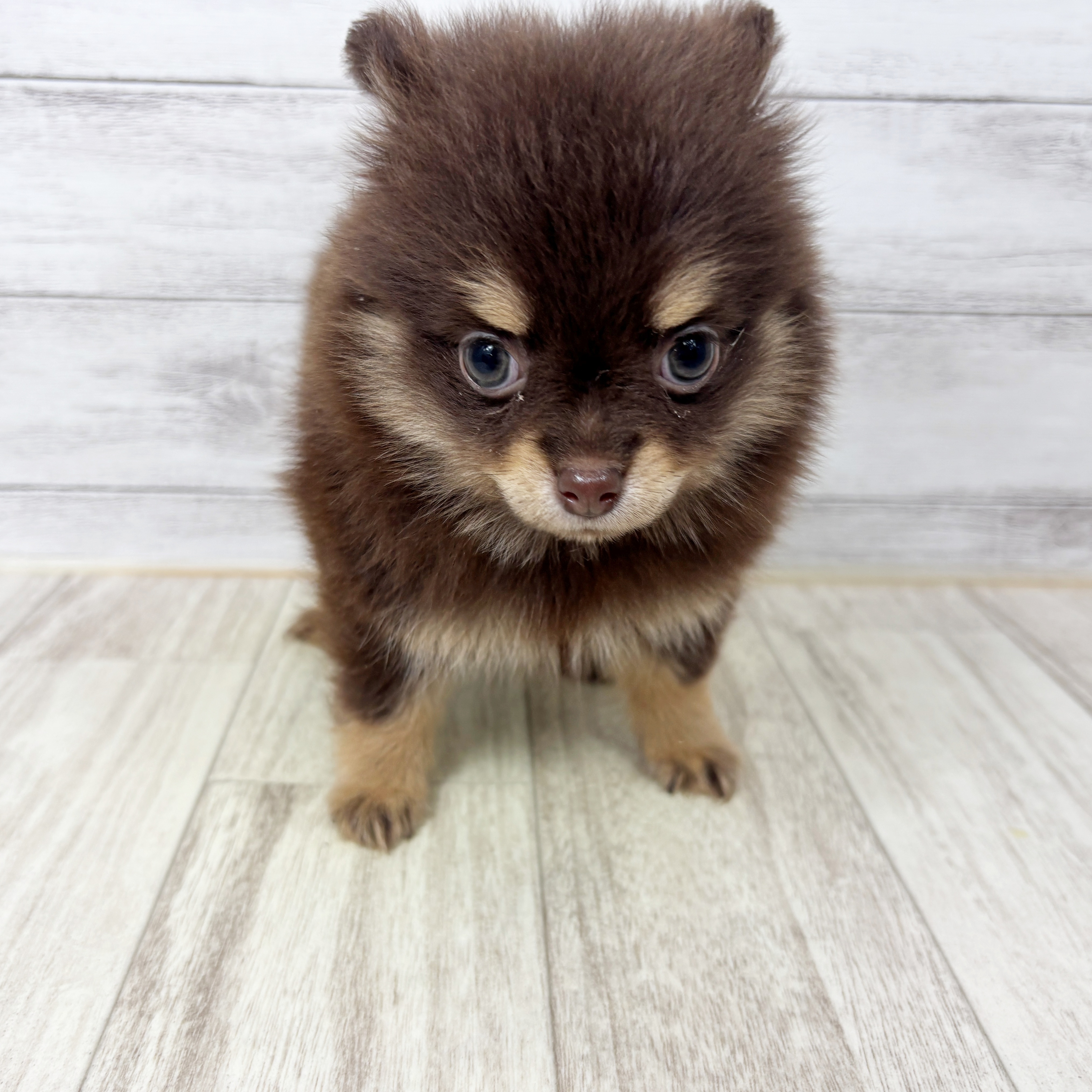 岡山県のポメチワ/チワポメ/ポメチー(ポメラニアン×チワワ) (犬の家＆猫の里倉敷店/2025年9月5日生まれ/女の子/チョコレートタン)の子犬