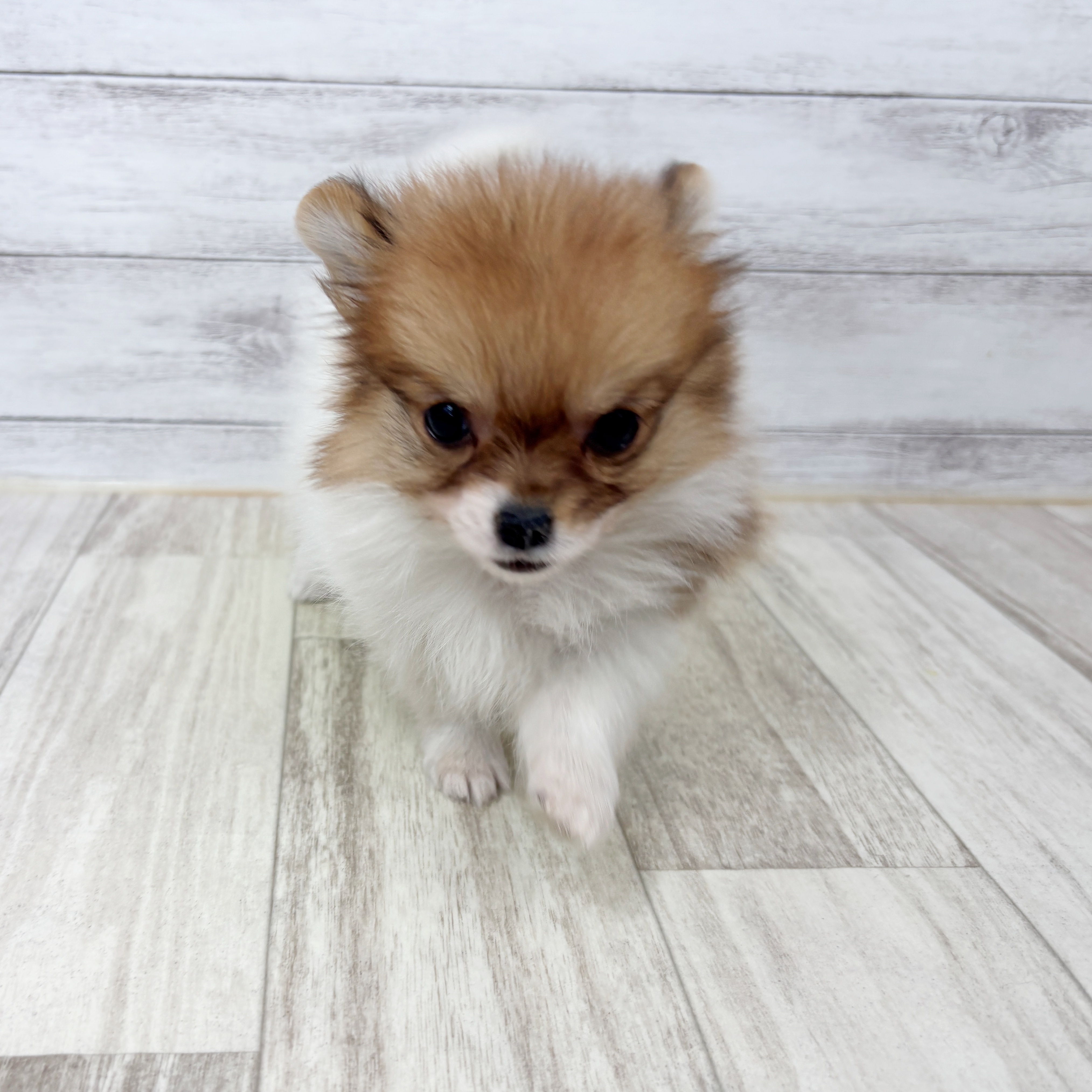 福岡県のポメチワ/チワポメ/ポメチー(ポメラニアン×チワワ) (犬の家＆猫の里シュロアモール筑紫野店/2025年9月6日生まれ/女の子/ホワイトレッド)の子犬