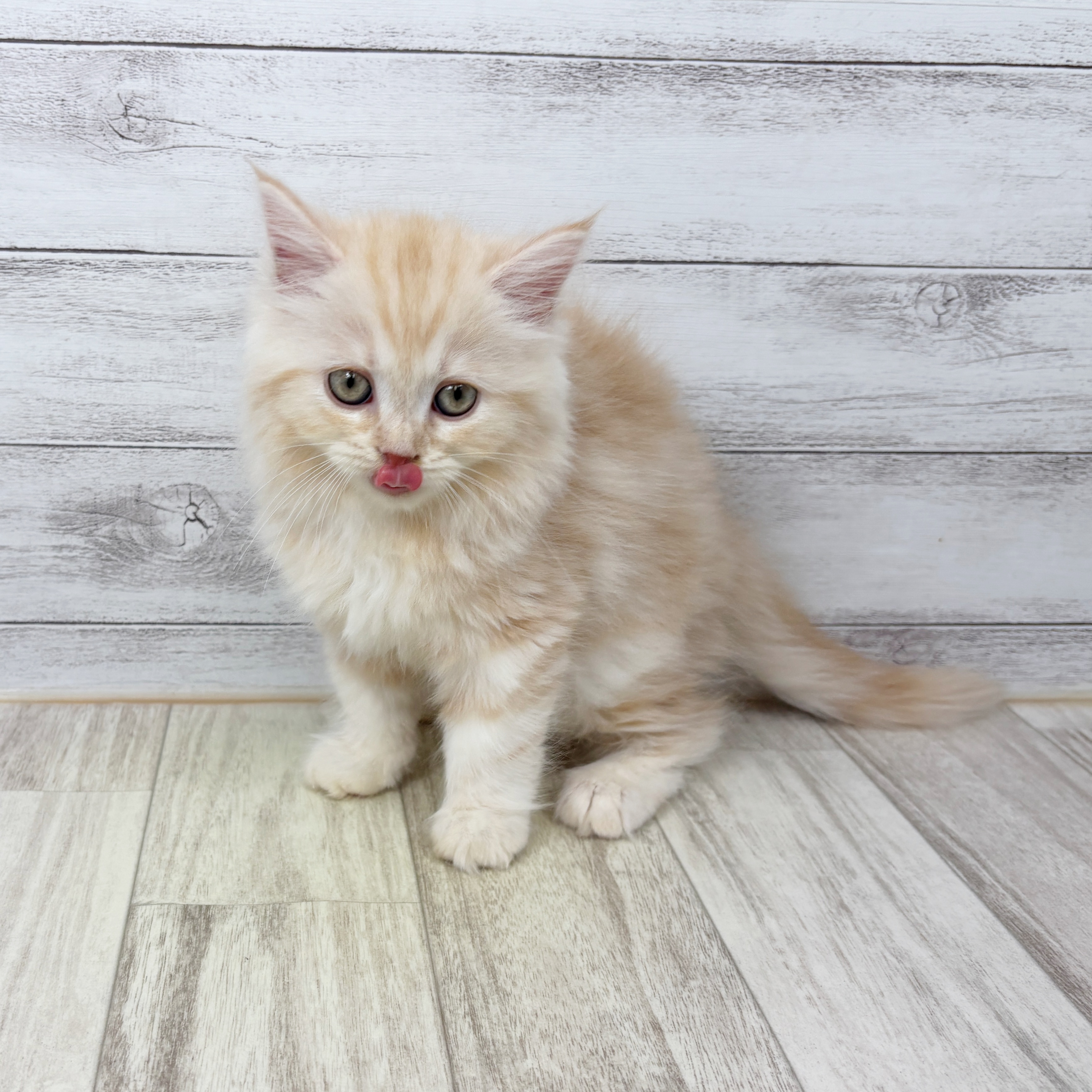 兵庫県のラガマフィン (犬の家＆猫の里神戸店/2025年9月5日生まれ/女の子/レッドタビー)の子猫の3枚目の画像