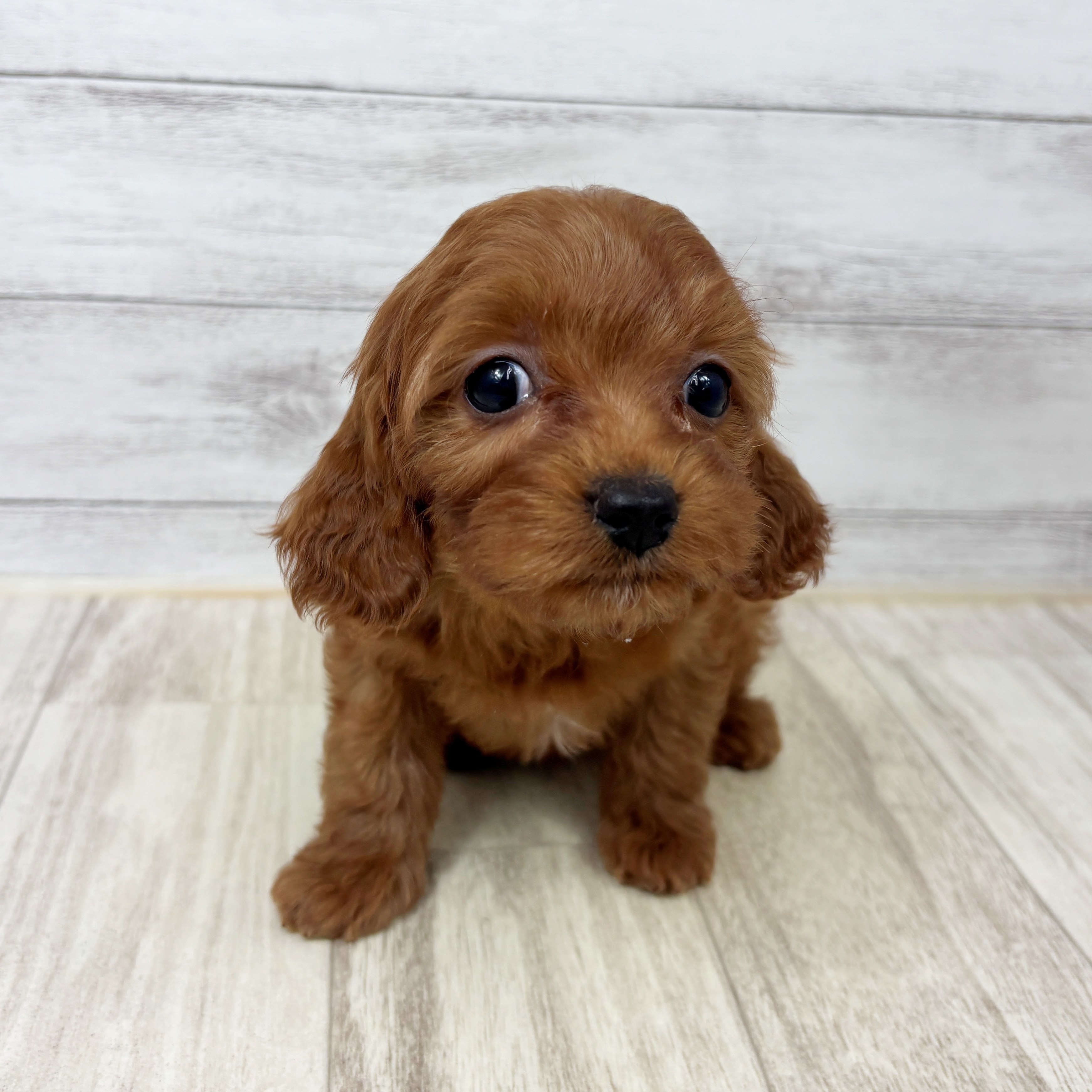 岡山県のキャバプー(キャバリア×プードル) (犬の家＆猫の里倉敷店/2025年9月6日生まれ/女の子/レッド)の子犬