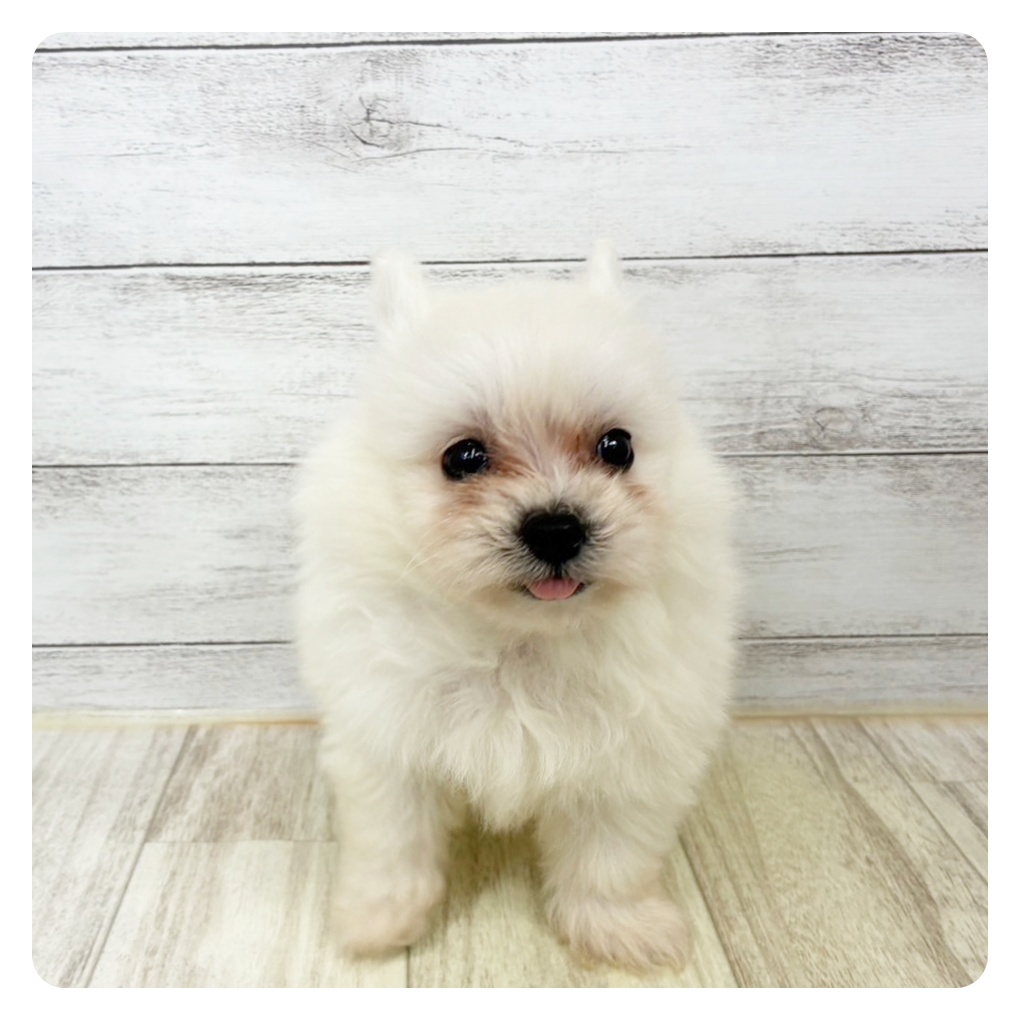 兵庫県のポメビション(ポメラニアン×ビションフリーゼ) (犬の家＆猫の里川西店/2025年9月6日生まれ/女の子/ホワイト)の子犬