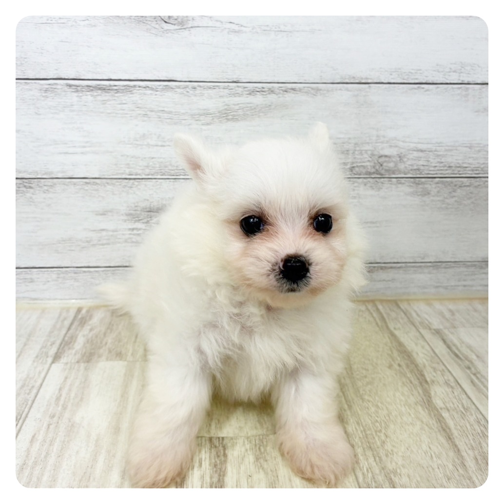 兵庫県のポメビション(ポメラニアン×ビションフリーゼ) (犬の家＆猫の里川西店/2025年9月6日生まれ/女の子/ホワイト)の子犬