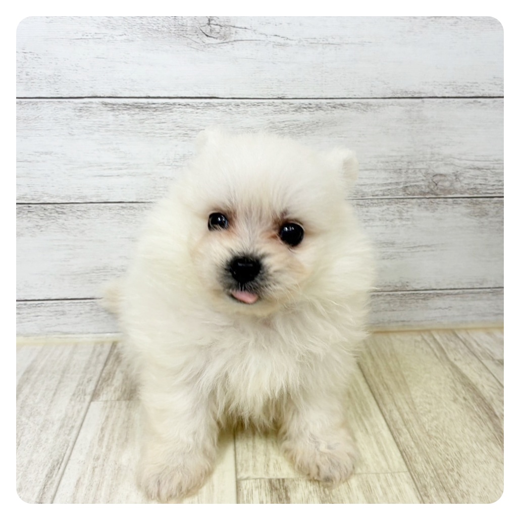 兵庫県のポメビション(ポメラニアン×ビションフリーゼ) (犬の家＆猫の里川西店/2025年9月6日生まれ/女の子/ホワイト)の子犬