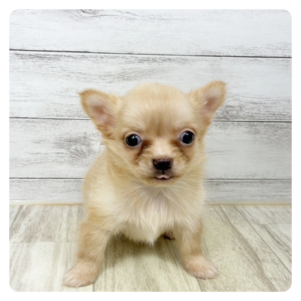 兵庫県のチワワ(ロング) (犬の家＆猫の里川西店/2025年9月7日生まれ/男の子/クリーム)の子犬