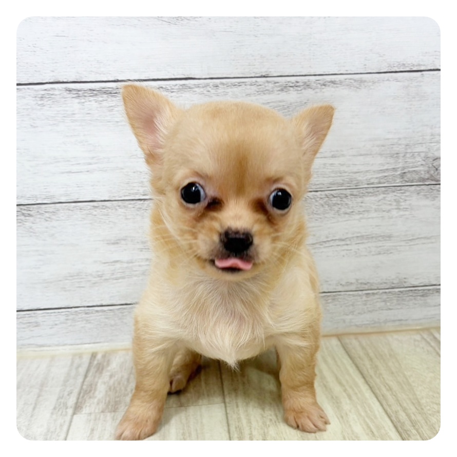 兵庫県のチワワ(ロング) (犬の家＆猫の里川西店/2025年9月7日生まれ/女の子/クリーム)の子犬