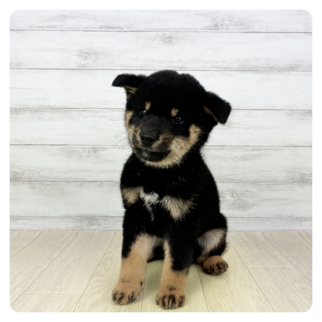 愛知県の柴犬(標準サイズ) (犬の家＆猫の里春日井本店/2025年9月4日生まれ/男の子/黒)の子犬