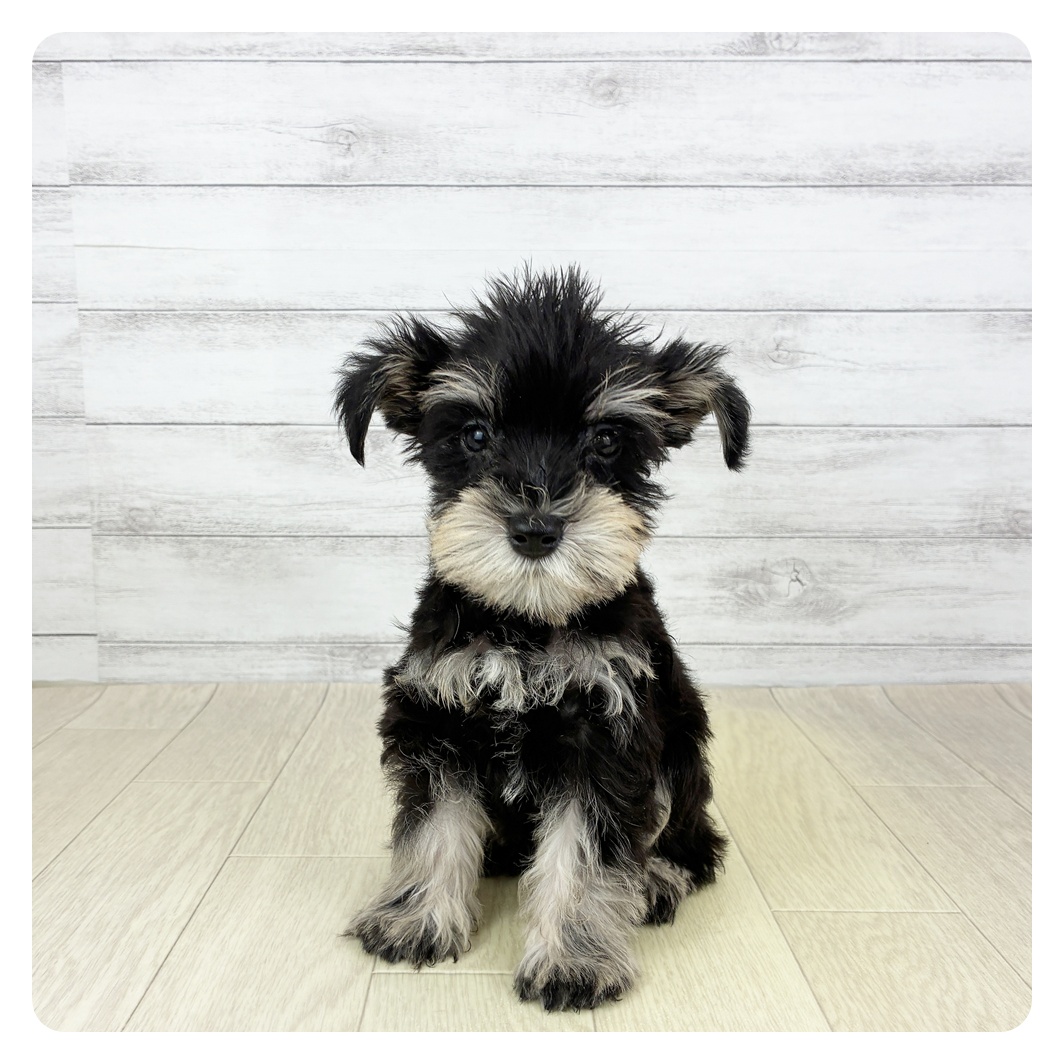 愛知県のミニチュアシュナウザー (犬の家＆猫の里春日井本店/2025年9月7日生まれ/男の子/ブラックシルバー)の子犬