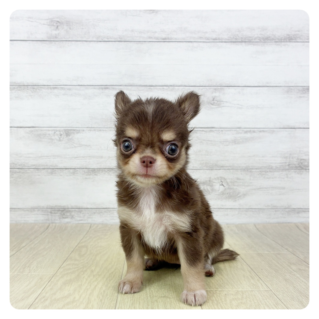 愛知県のチワワ(ロング) (犬の家＆猫の里アミーゴ神の倉店/2025年9月5日生まれ/女の子/チョコレートタンホワイト)の子犬