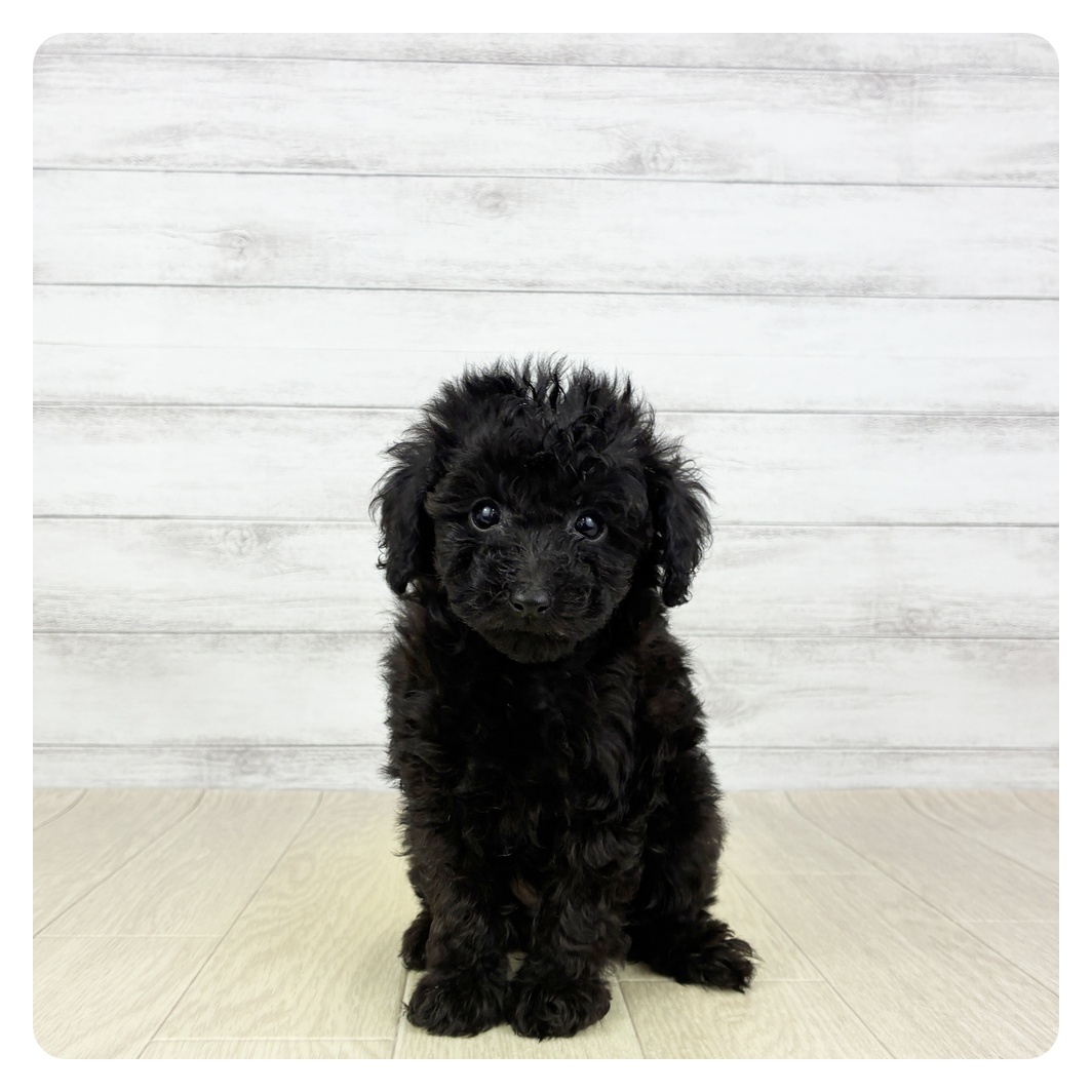 愛知県のトイプードル(トイ) (犬の家＆猫の里アミーゴ神の倉店/2025年9月5日生まれ/女の子/ブラック)の子犬