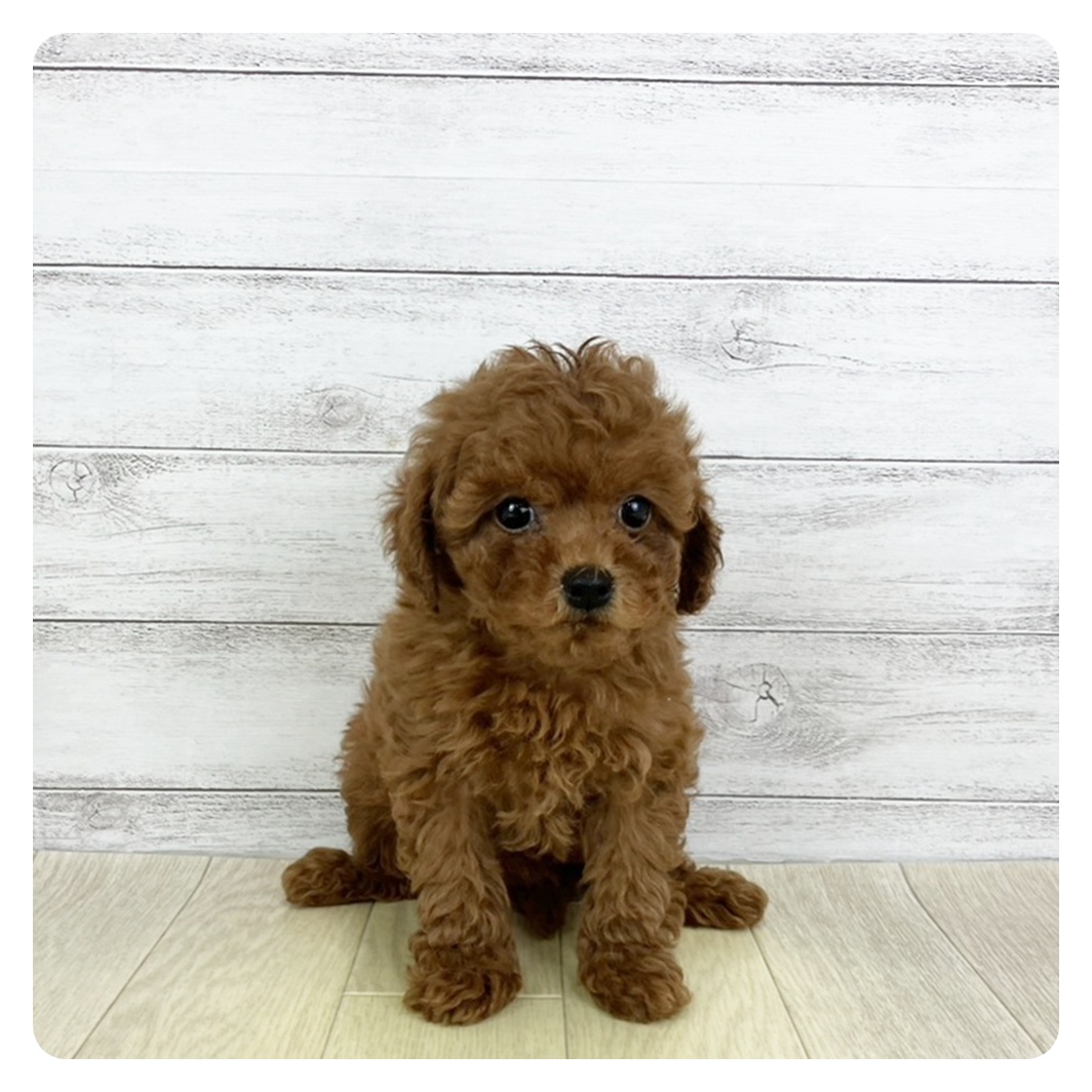 愛知県のトイプードル(トイ) (犬の家＆猫の里エアポートウォーク店/2025年9月7日生まれ/女の子/レッド)の子犬の2枚目の画像