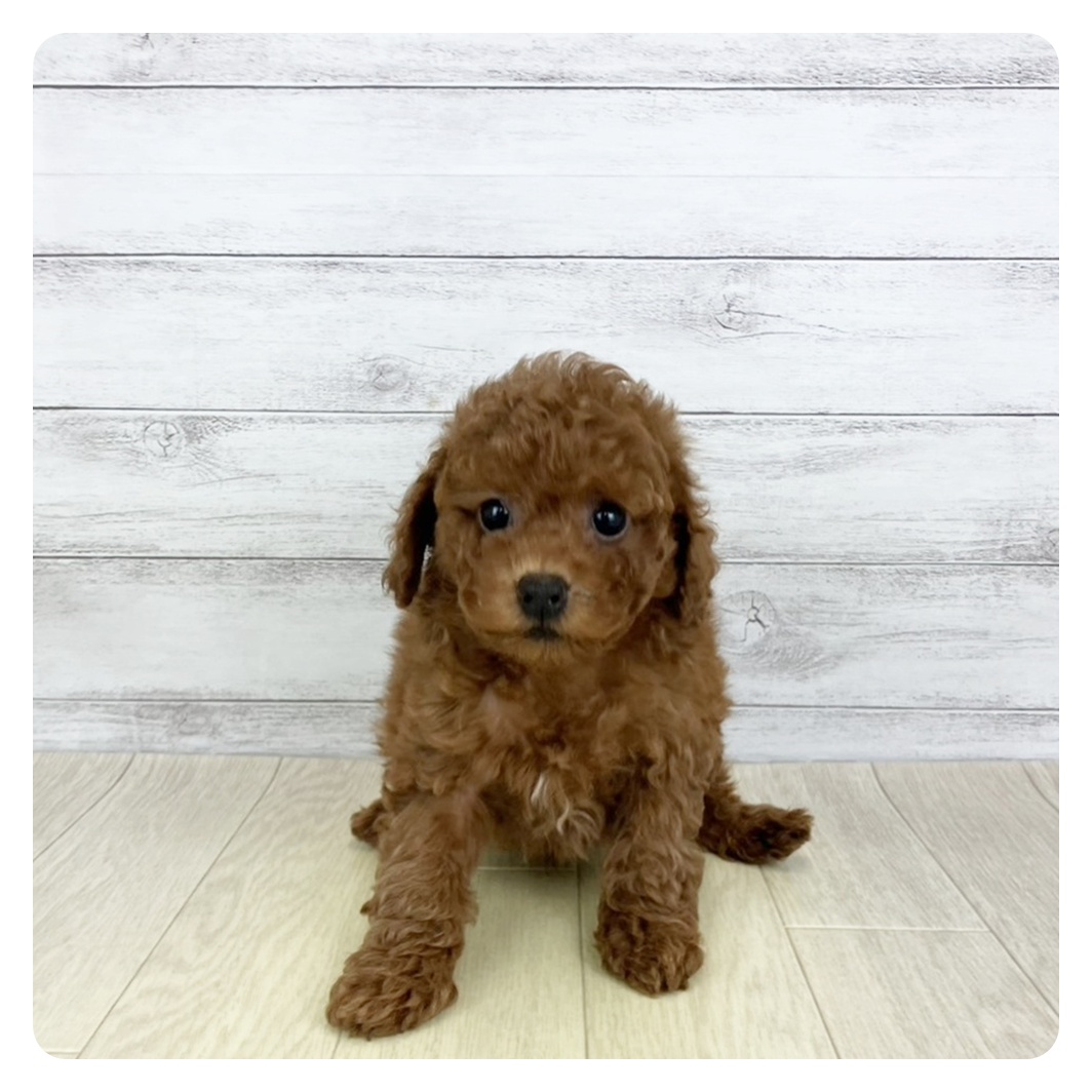 愛知県のトイプードル(トイ) (犬の家＆猫の里春日井本店/2025年9月7日生まれ/男の子/レッド)の子犬