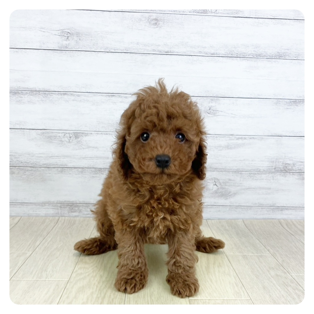 愛知県のトイプードル(トイ) (犬の家＆猫の里春日井本店/2025年9月7日生まれ/男の子/レッド)の子犬