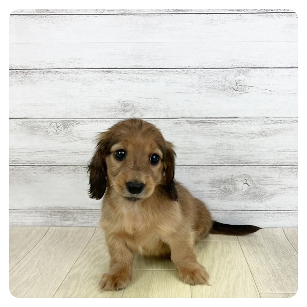 愛知県のカニンヘンダックスフンド(ロング) (犬の家＆猫の里春日井本店/2025年9月6日生まれ/女の子/シェーデットレッド)の子犬