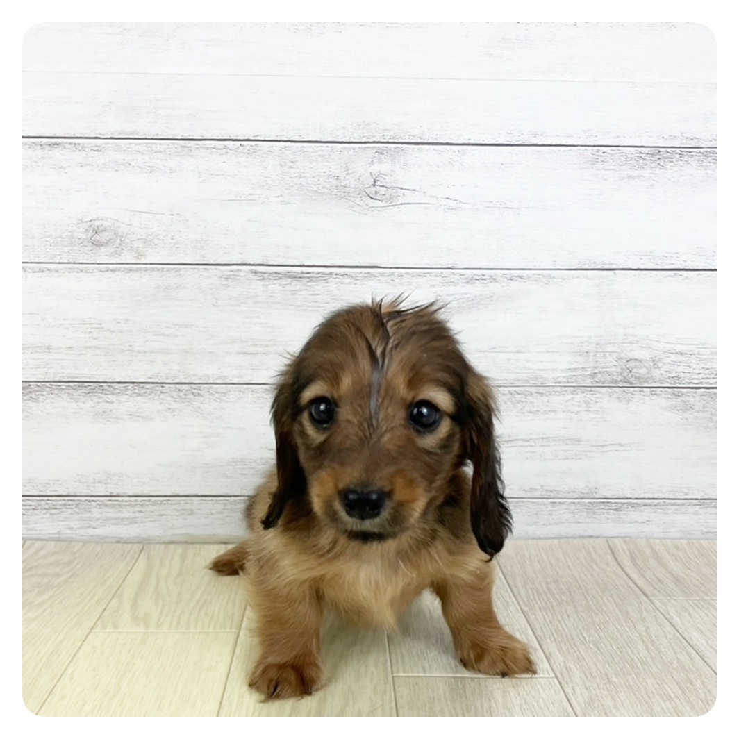 愛知県のカニンヘンダックスフンド(ロング) (犬の家＆猫の里アミーゴ神の倉店/2025年9月6日生まれ/女の子/シェーデットレッド)の子犬