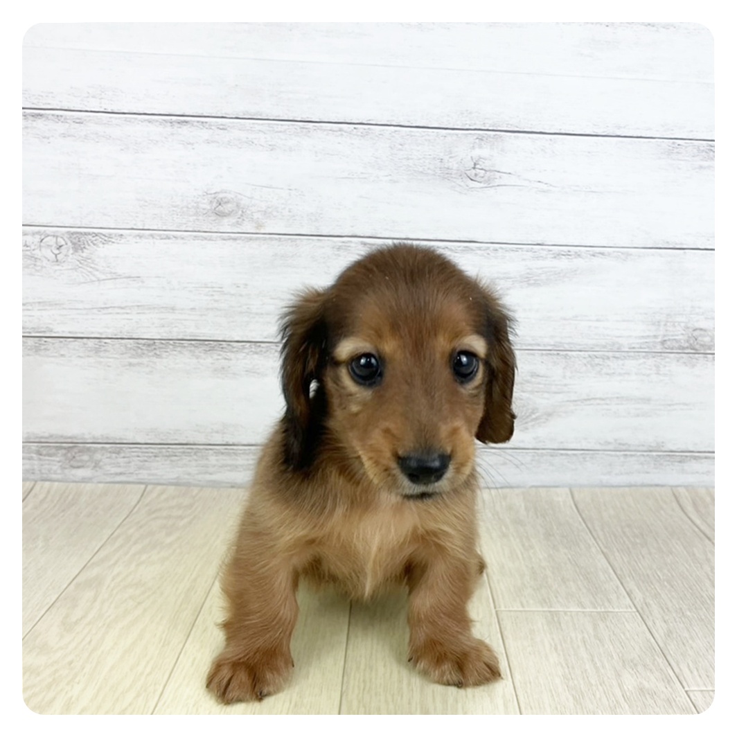 愛知県のカニンヘンダックスフンド(ロング) (犬の家＆猫の里春日井本店/2025年9月6日生まれ/男の子/シェーデットレッド)の子犬