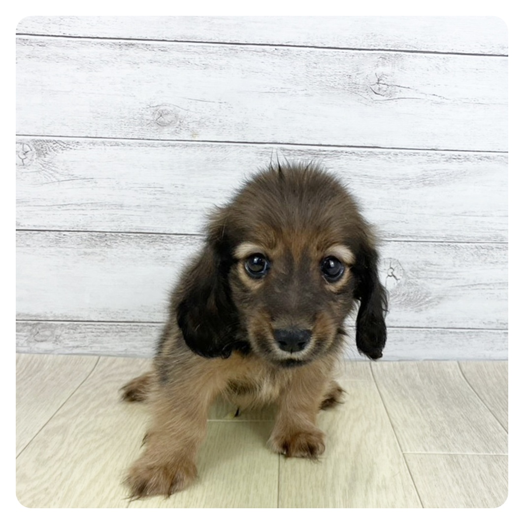 愛知県のカニンヘンダックスフンド(ロング) (犬の家＆猫の里春日井本店/2025年9月6日生まれ/男の子/シェーデットレッド)の子犬