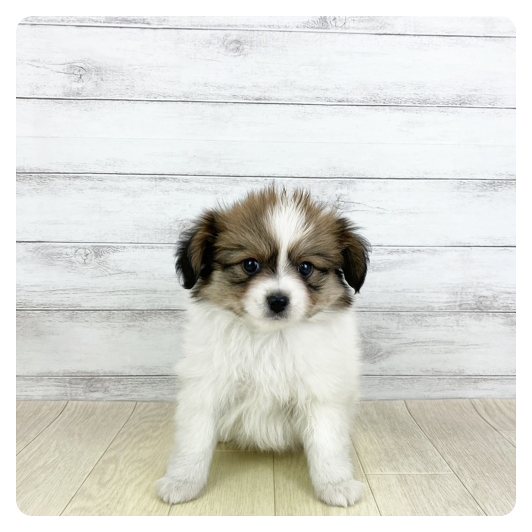 兵庫県のパピヨン (犬の家＆猫の里ニッケパークタウン加古川店/2025年9月5日生まれ/男の子/ホワイトブラウン)の子犬