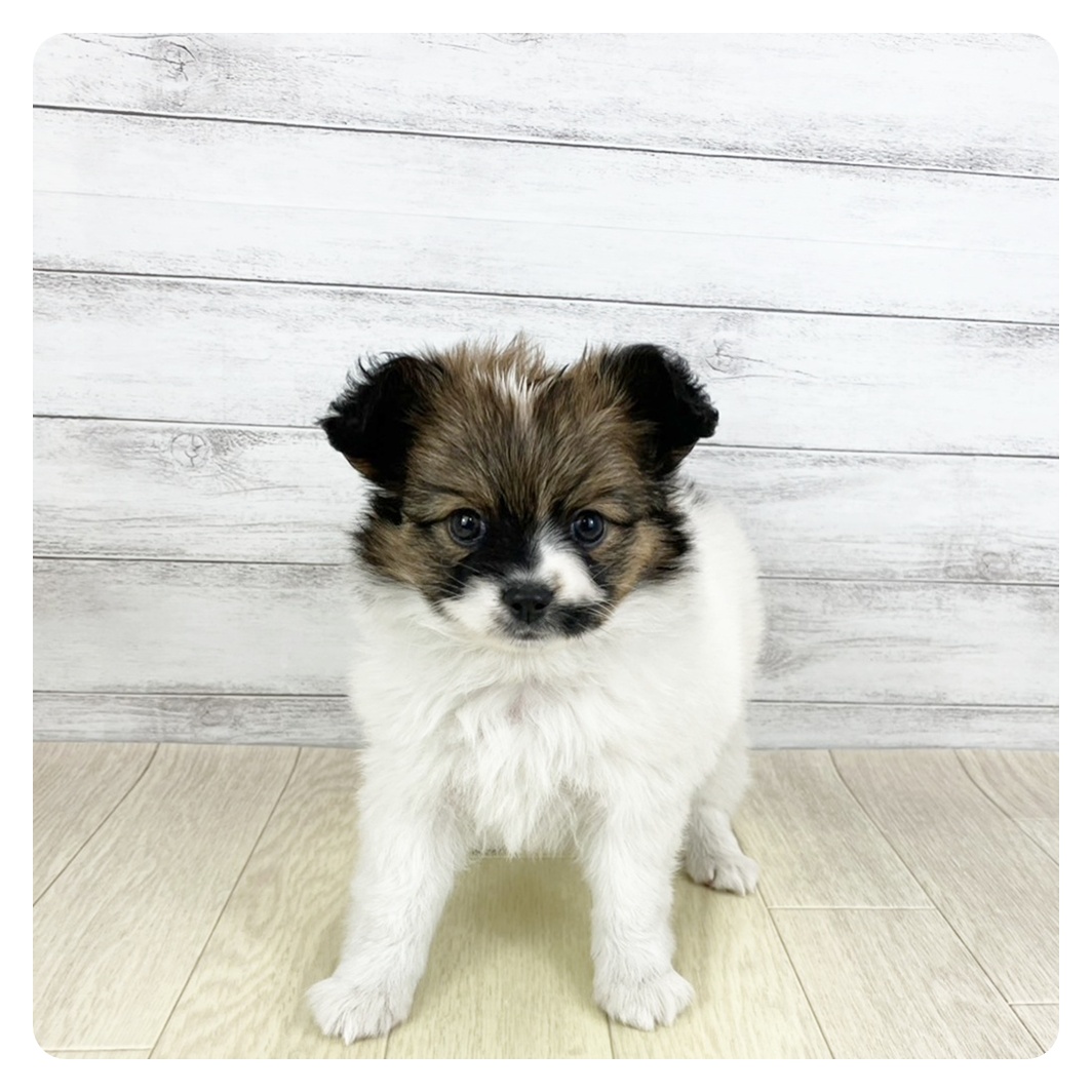 愛知県のパピヨン (犬の家＆猫の里春日井本店/2025年9月5日生まれ/男の子/ホワイトブラウン)の子犬