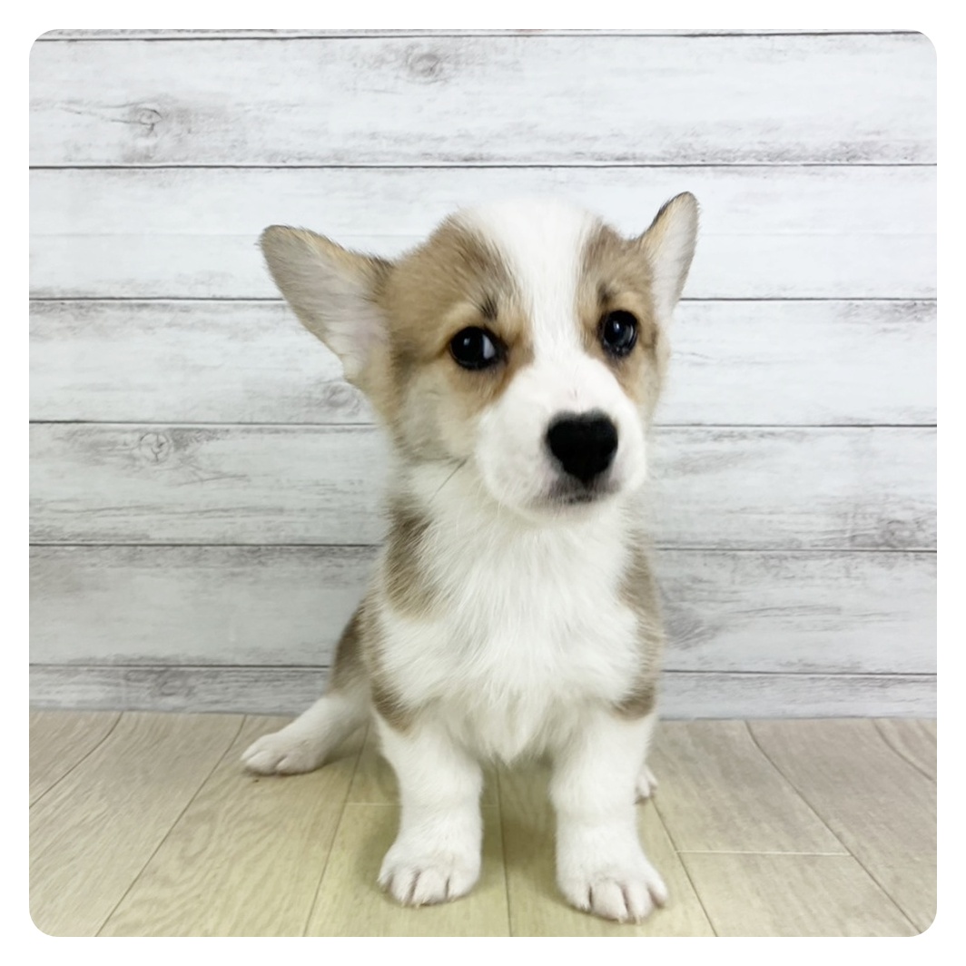 愛知県のウェルシュコーギーペンブローク (犬の家＆猫の里春日井本店/2025年9月4日生まれ/男の子/レッドホワイト)の子犬