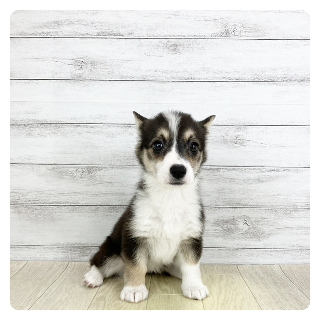 愛知県のウェルシュコーギーペンブローク (犬の家＆猫の里春日井本店/2025年9月4日生まれ/女の子/ブラックタンホワイト)の子犬