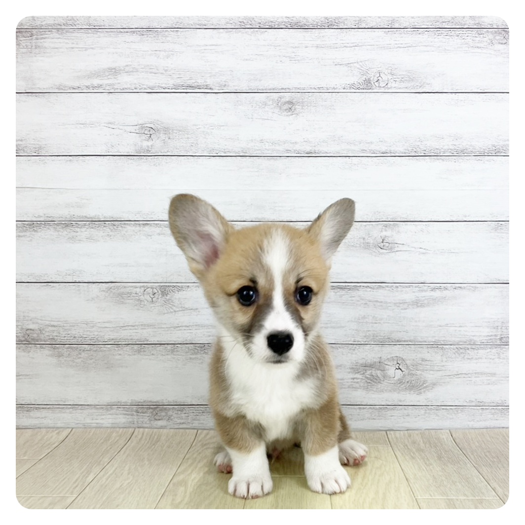 愛知県のウェルシュコーギーペンブローク (犬の家＆猫の里春日井本店/2025年9月5日生まれ/男の子/レッドホワイト)の子犬