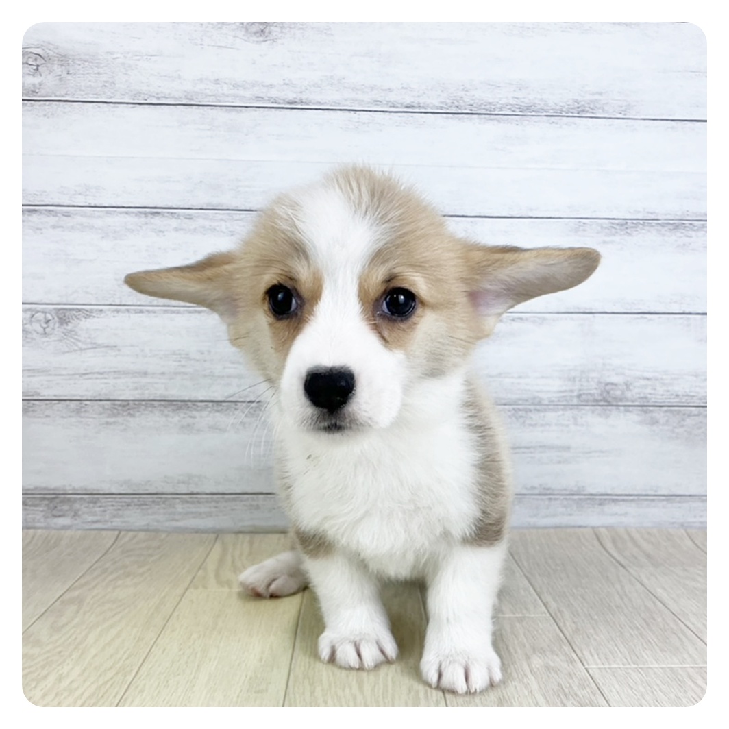 愛知県のウェルシュコーギーペンブローク (犬の家＆猫の里春日井本店/2025年9月5日生まれ/男の子/レッドホワイト)の子犬