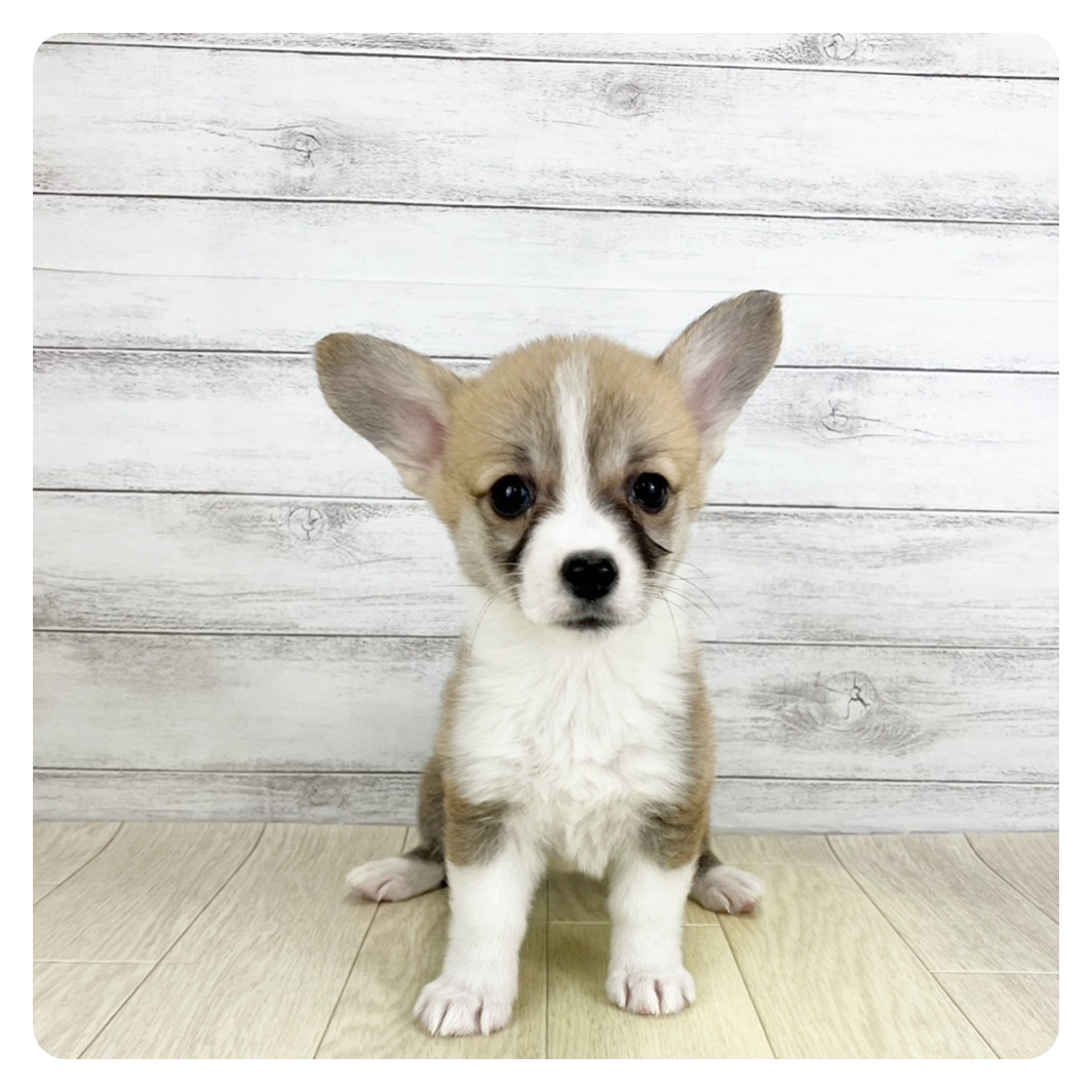 大阪府のウェルシュコーギーペンブローク (犬の家＆猫の里吹田店/2025年9月5日生まれ/女の子/レッドホワイト)の子犬の2枚目の画像