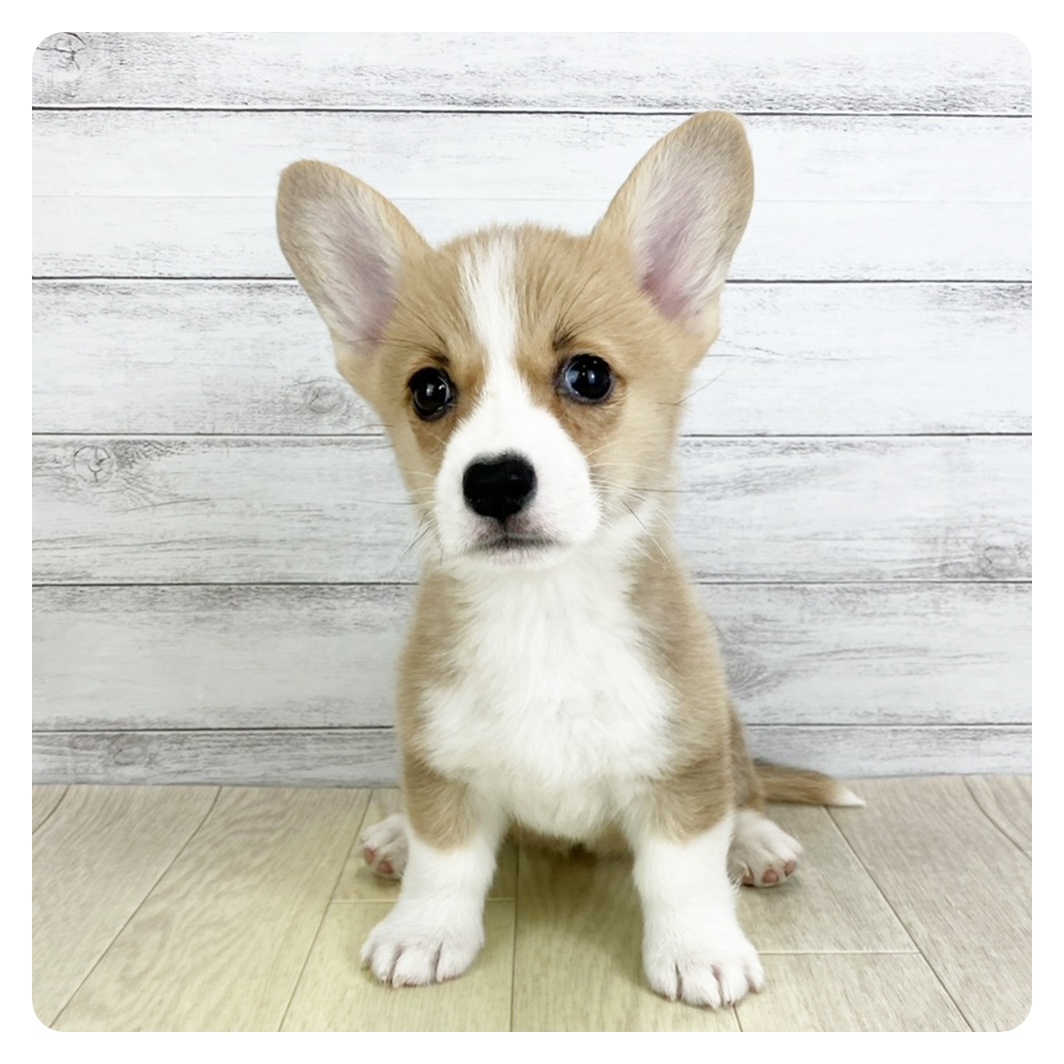 愛知県のウェルシュコーギーペンブローク (犬の家＆猫の里春日井本店/2025年9月5日生まれ/女の子/レッドホワイト)の子犬