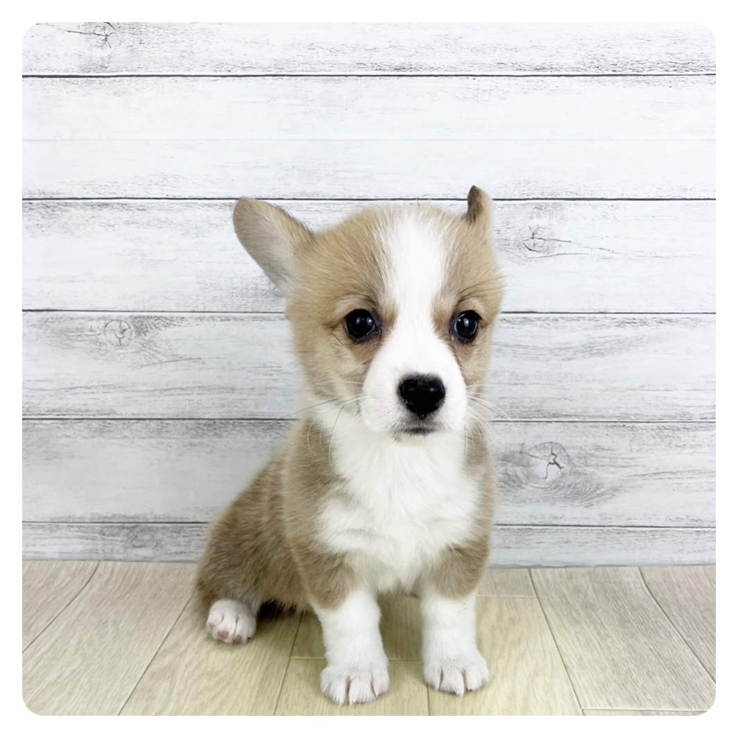 愛知県のウェルシュコーギーペンブローク (犬の家＆猫の里春日井本店/2025年9月5日生まれ/女の子/レッドホワイト)の子犬