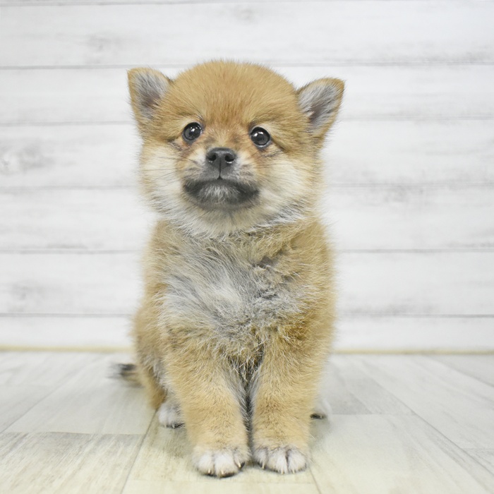 神奈川県のポメ柴/豆ポメ/ポメ豆柴(ポメラニアン×柴犬) (犬の家＆猫の里元住吉ブレーメン通り店/2025年9月8日生まれ/男の子/赤)の子犬の3枚目の画像