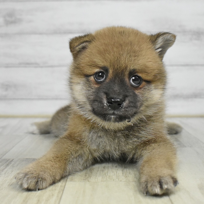 愛知県のポメ柴/豆ポメ/ポメ豆柴(ポメラニアン×柴犬) (犬の家＆猫の里豊川インター店/2025年9月8日生まれ/女の子/赤)の子犬の2枚目の画像