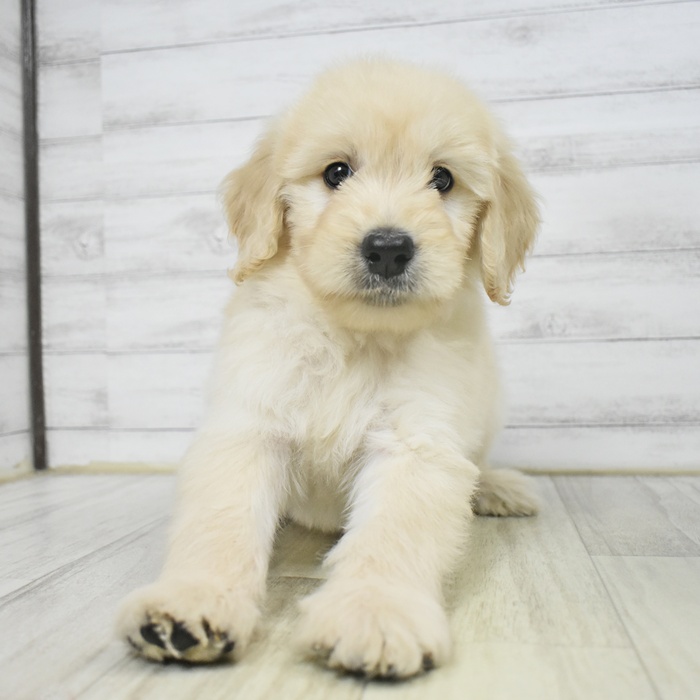 静岡県のゴールデンドゥードゥル(ゴールデン×プードル) (犬の家＆猫の里藤枝店/2025年9月7日生まれ/男の子/クリーム)の子犬の2枚目の画像