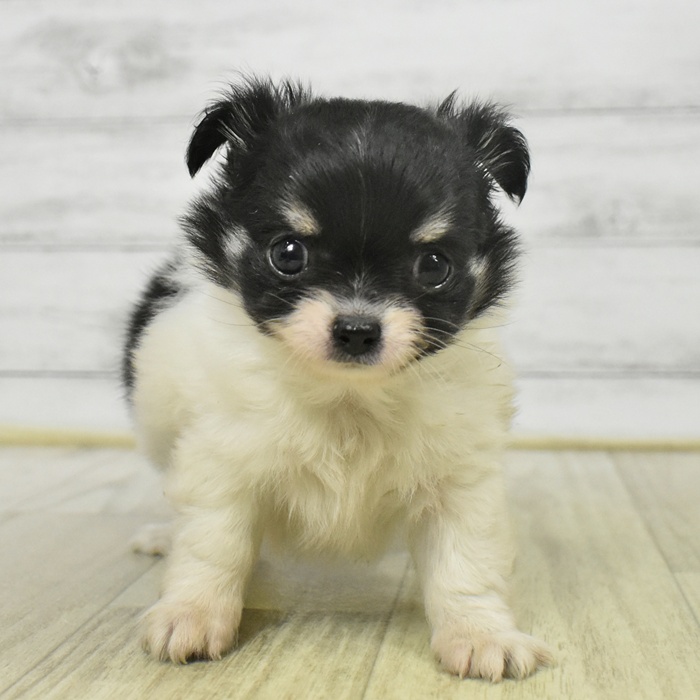 神奈川県のチワワ(ロング) (犬の家＆猫の里モザイクモール港北店/2025年9月8日生まれ/女の子/ホワイトブラックタン)の子犬の2枚目の画像