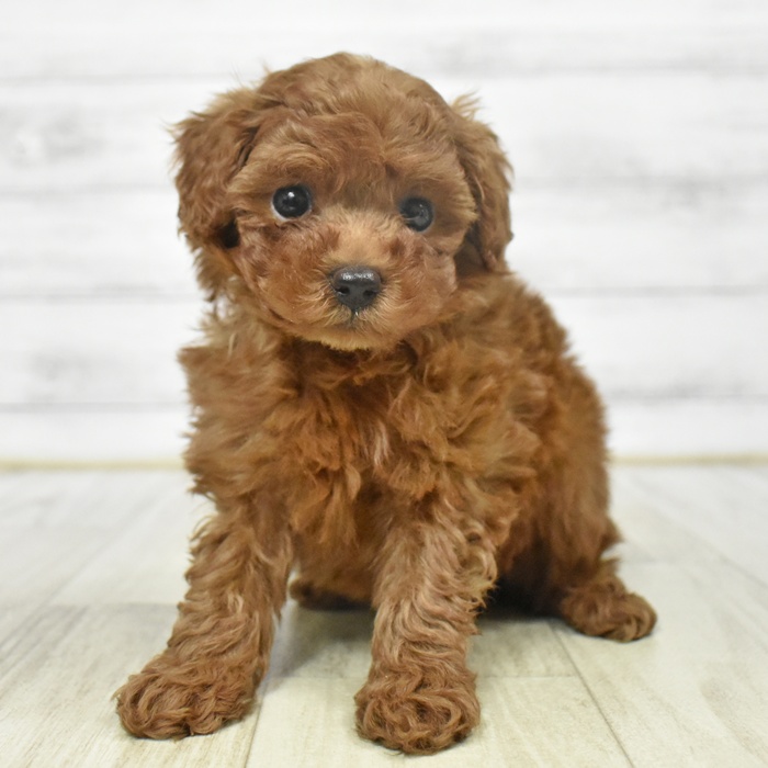 静岡県のトイプードル(トイ) (犬の家＆猫の里富士店/2025年9月9日生まれ/女の子/レッド)の子犬