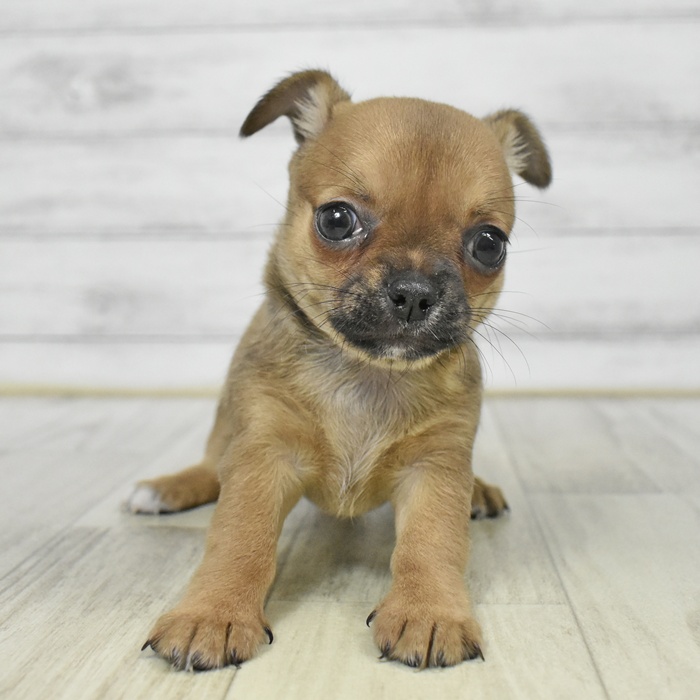 千葉県のチワワ(スムース) (犬の家＆猫の里BIGHOPガーデンモール印西店/2025年9月9日生まれ/女の子/レッド)の子犬