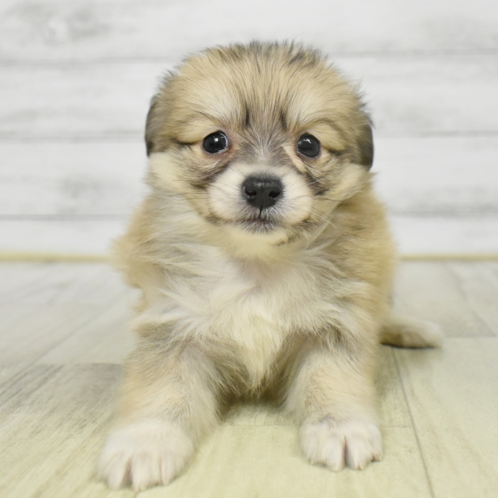千葉県のポメックス(ポメラニアン×ダックス) (犬の家＆猫の里BIGHOPガーデンモール印西店/2025年9月8日生まれ/女の子/シェーデットイエロー)の子犬